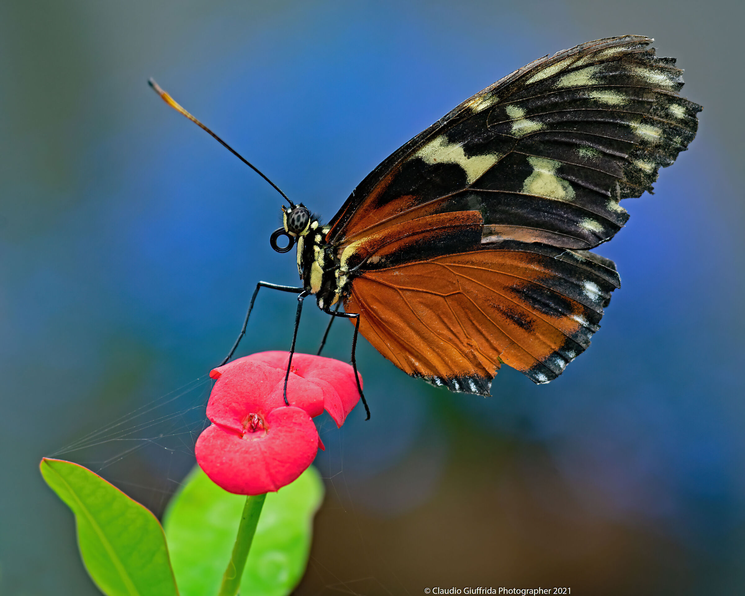 Heliconius hecale zuleika