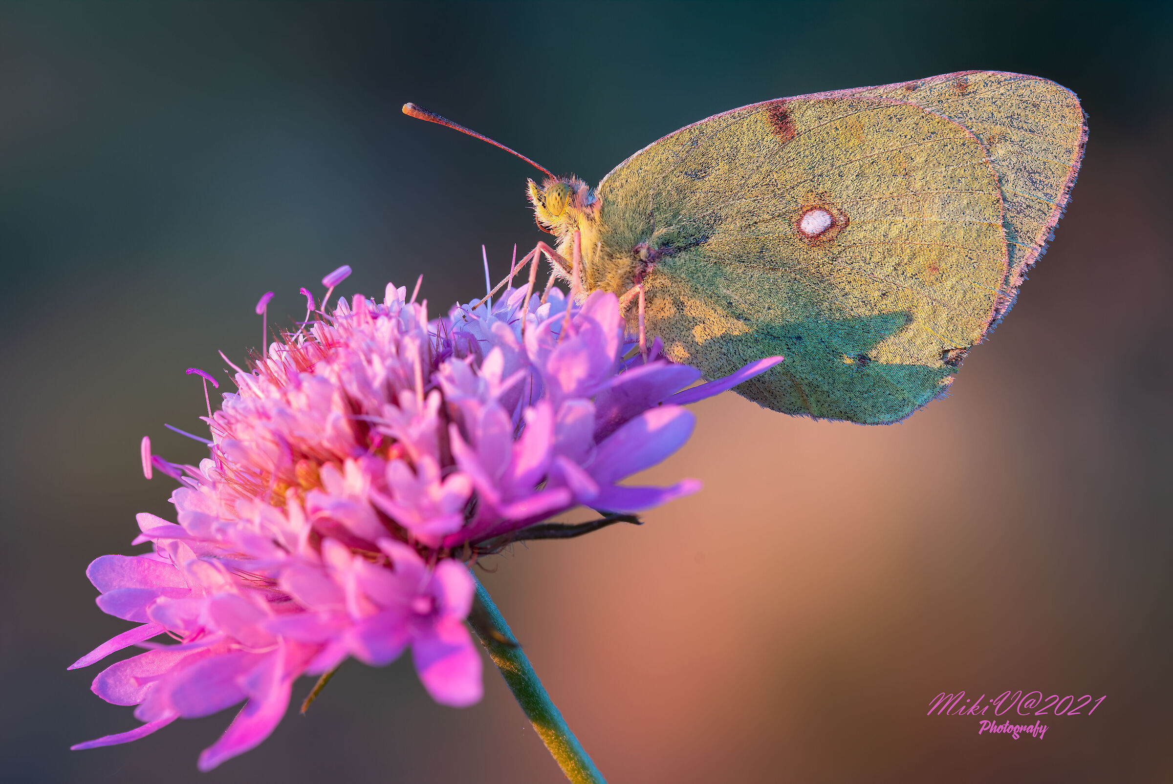Colias Crocea