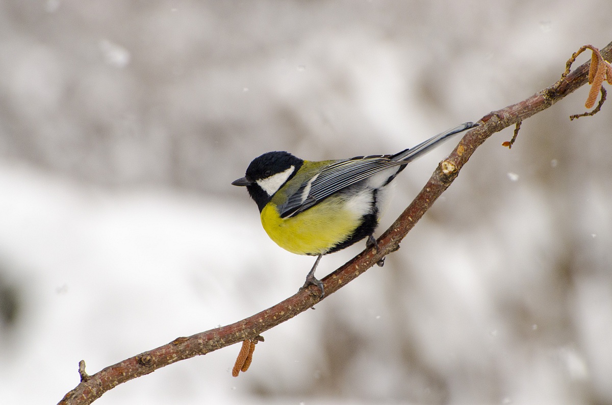 Great Tit