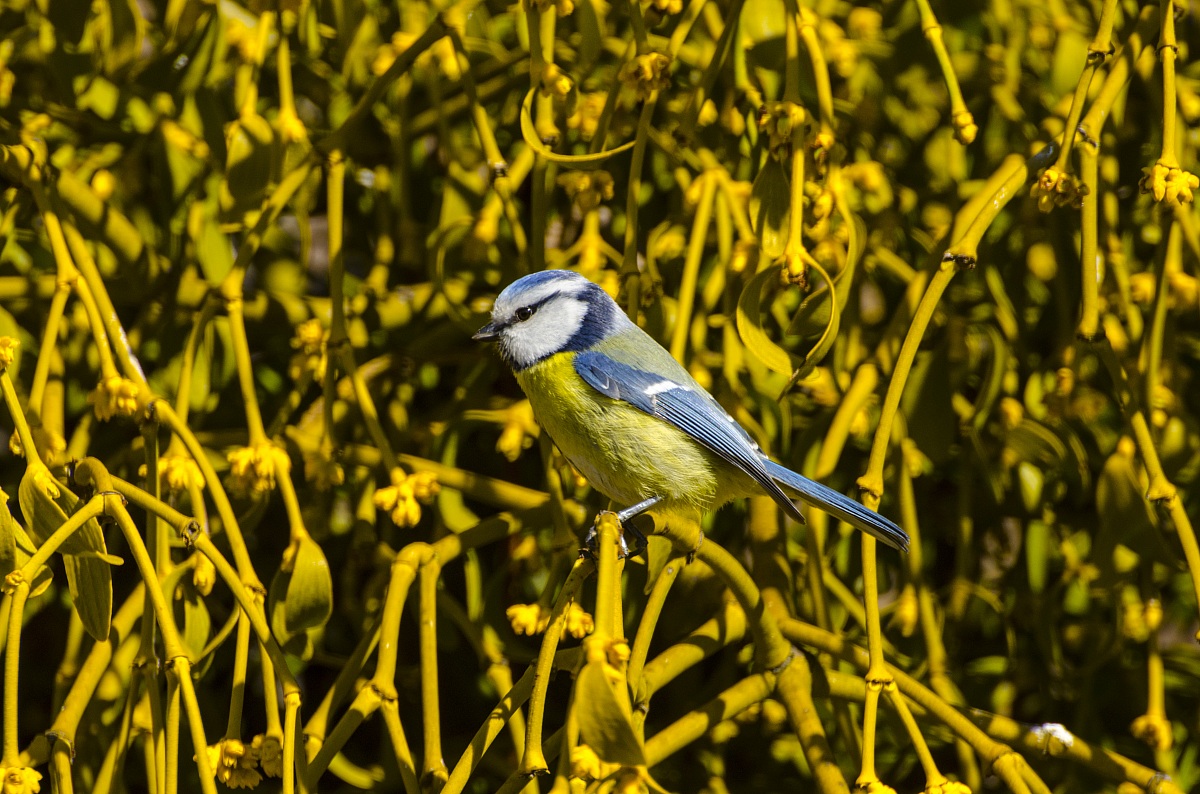 Blue Tit in the mistletoe