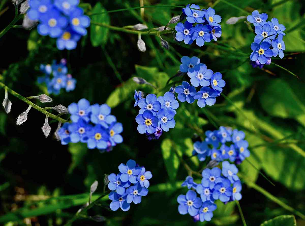 Un presuntuoso Non ti scordar ...MAI...di me