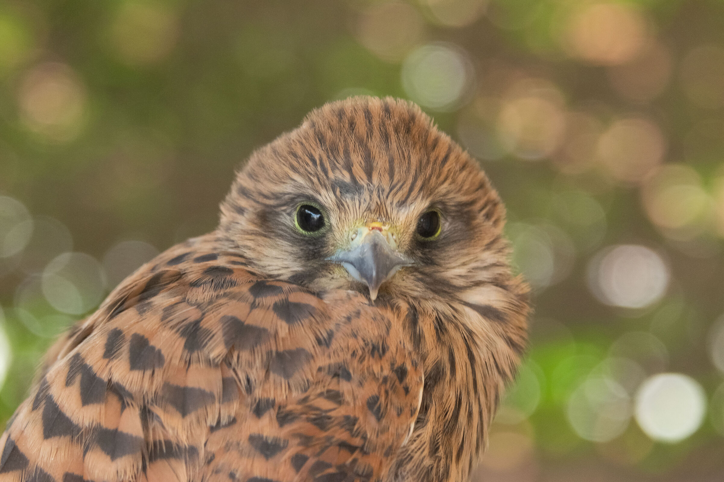 kestrel