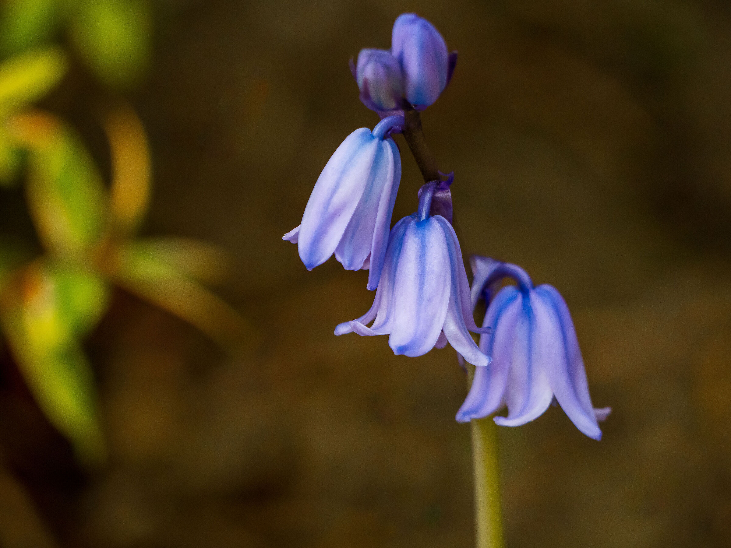 Din... don... dan...