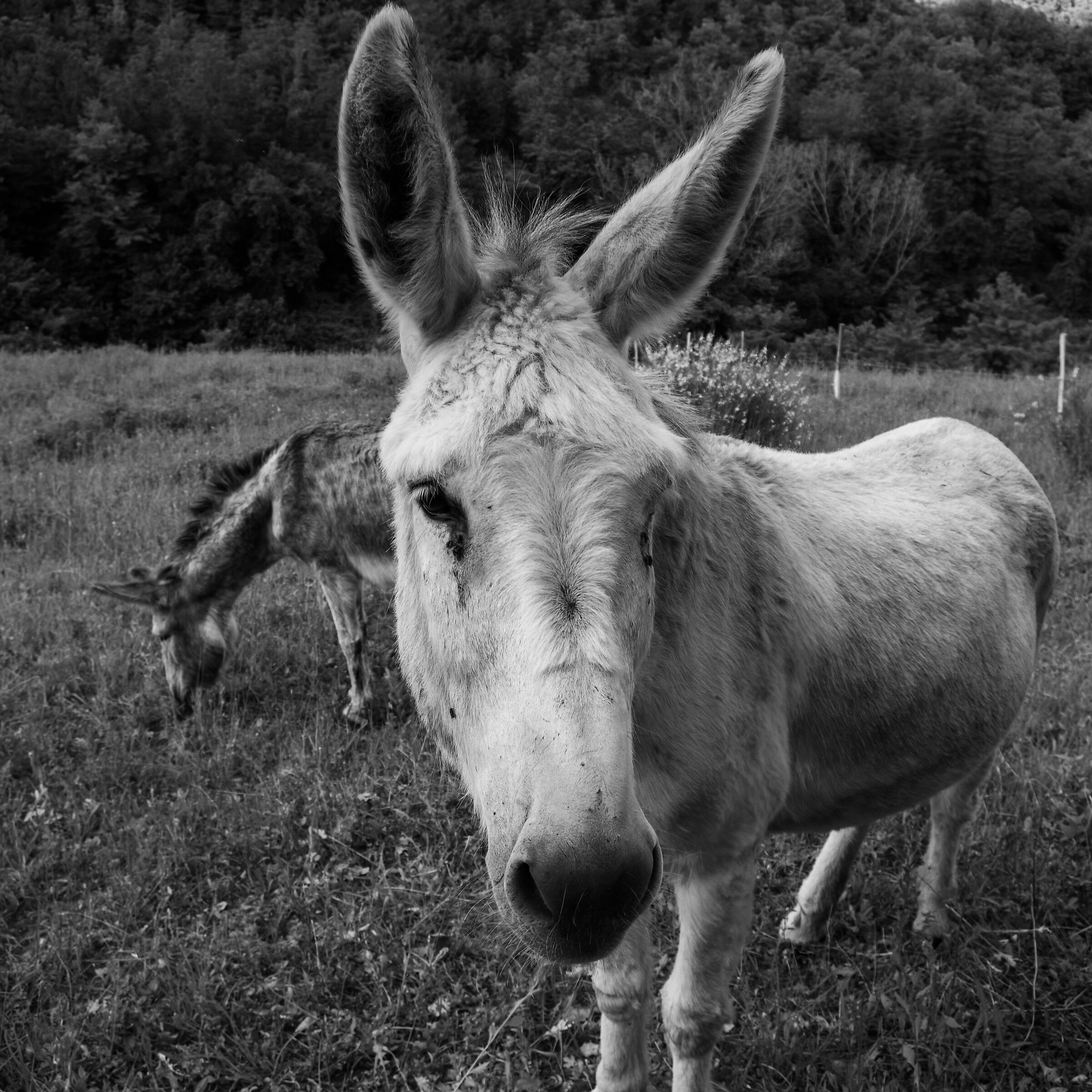 "lo sveglio", nella favolistica araba