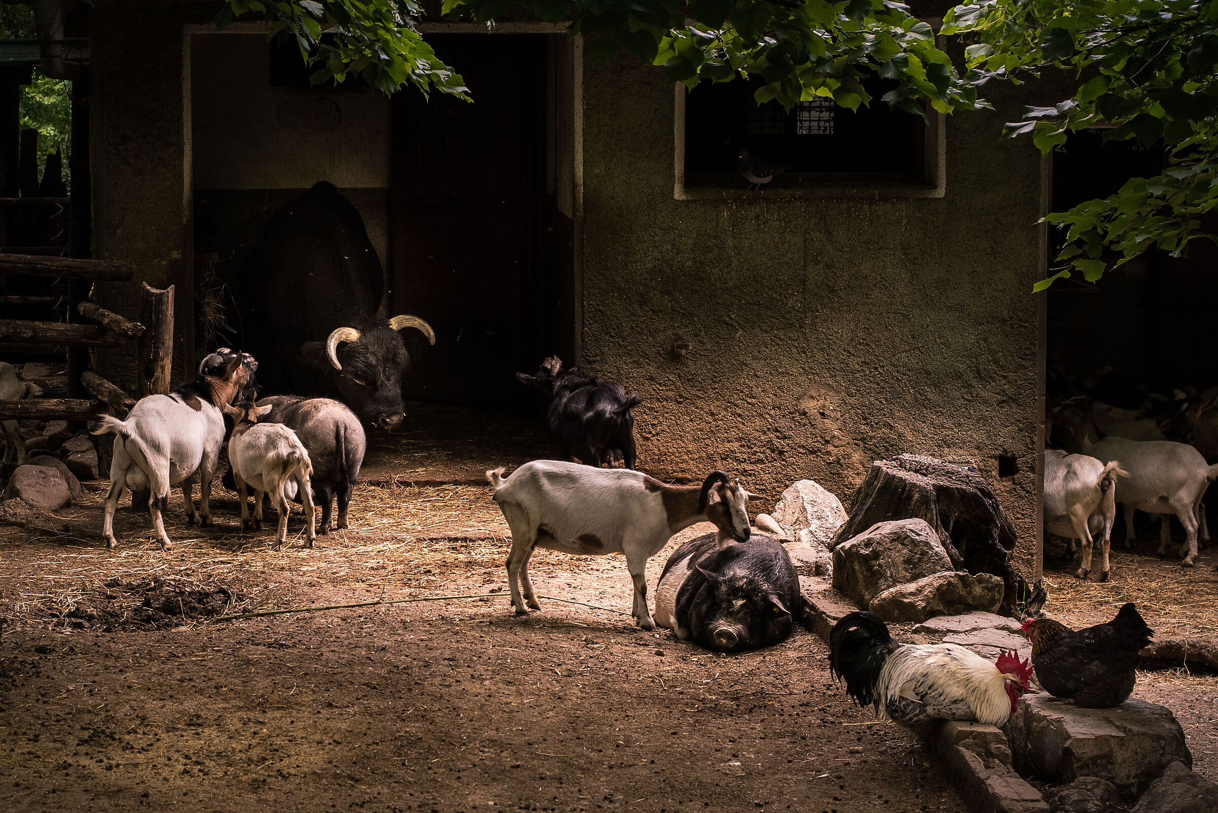 La fattoria degli animali