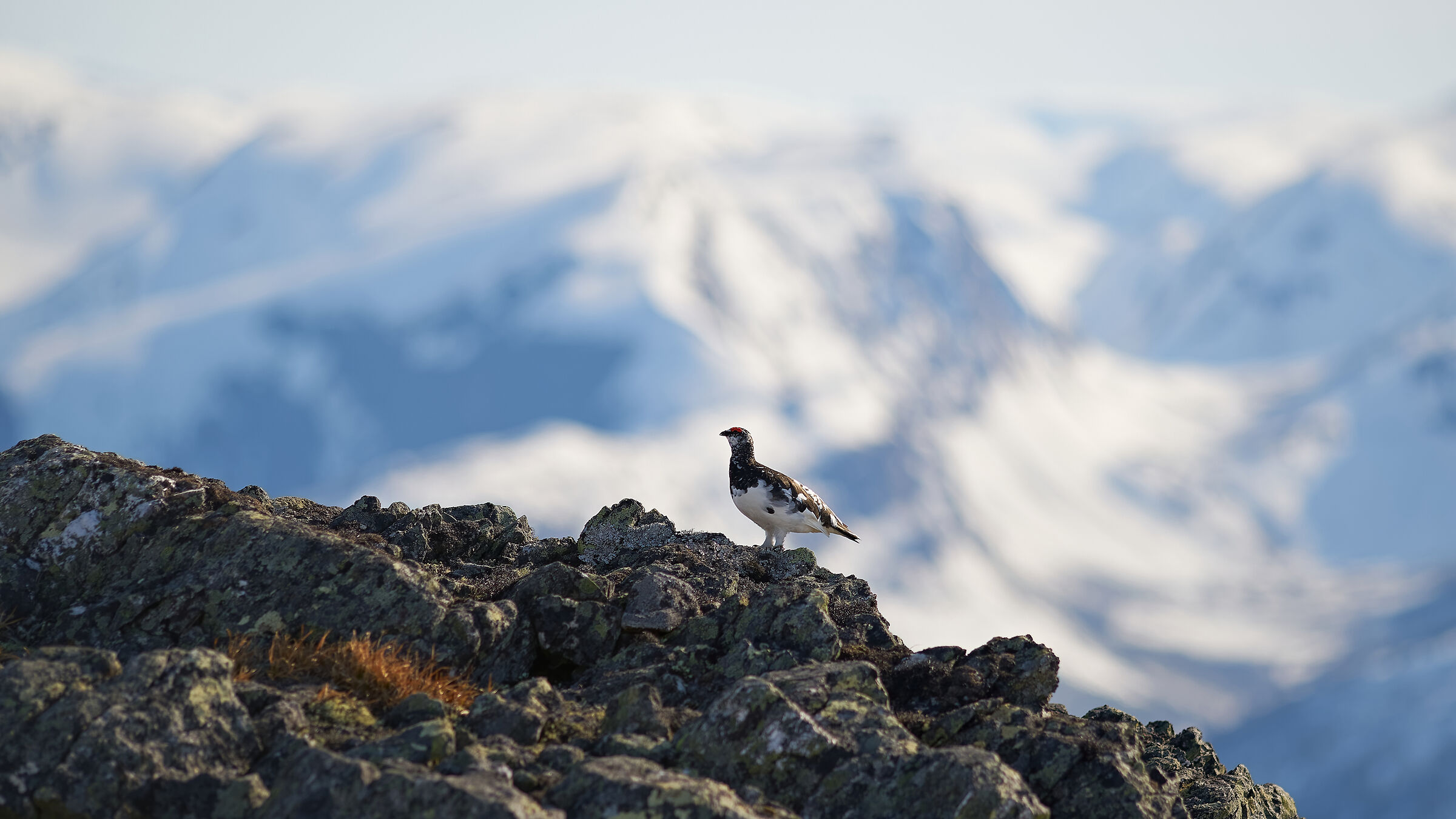 Rock Ptarmigan (Lagopus muta)
