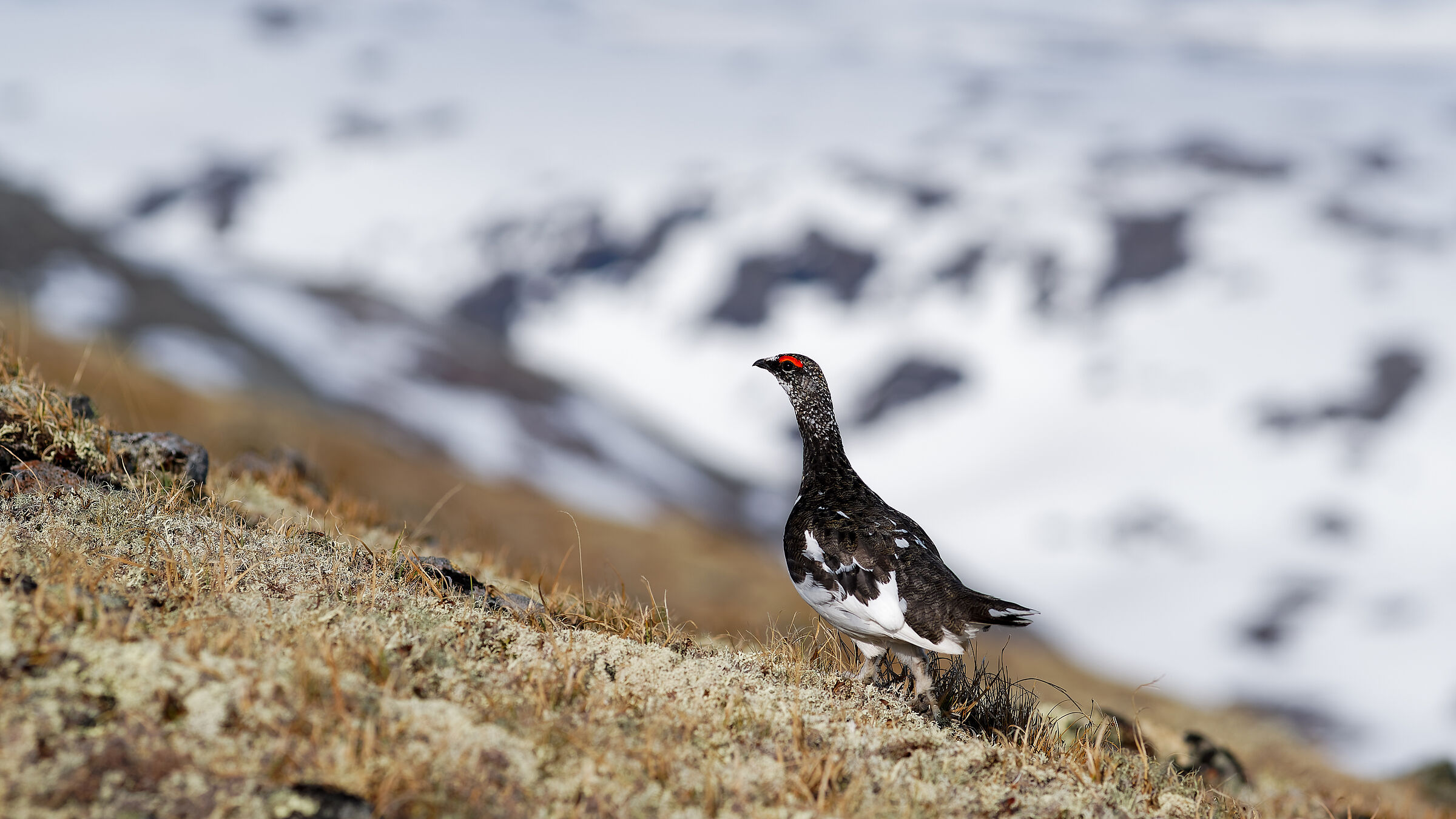 Rock Ptarmigan (Lagopus muta)