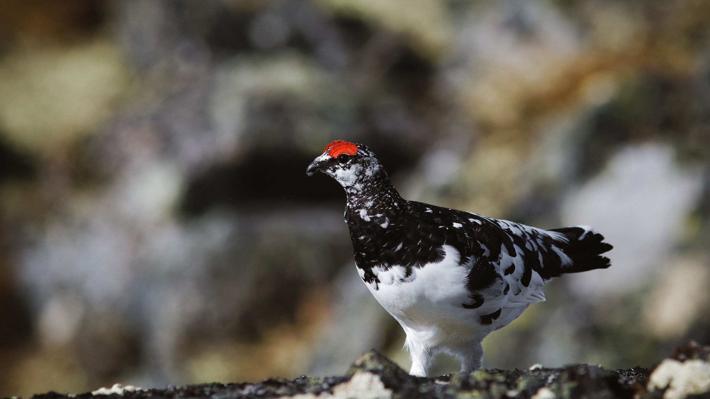 Rock Ptarmigan (Lagopus muta)