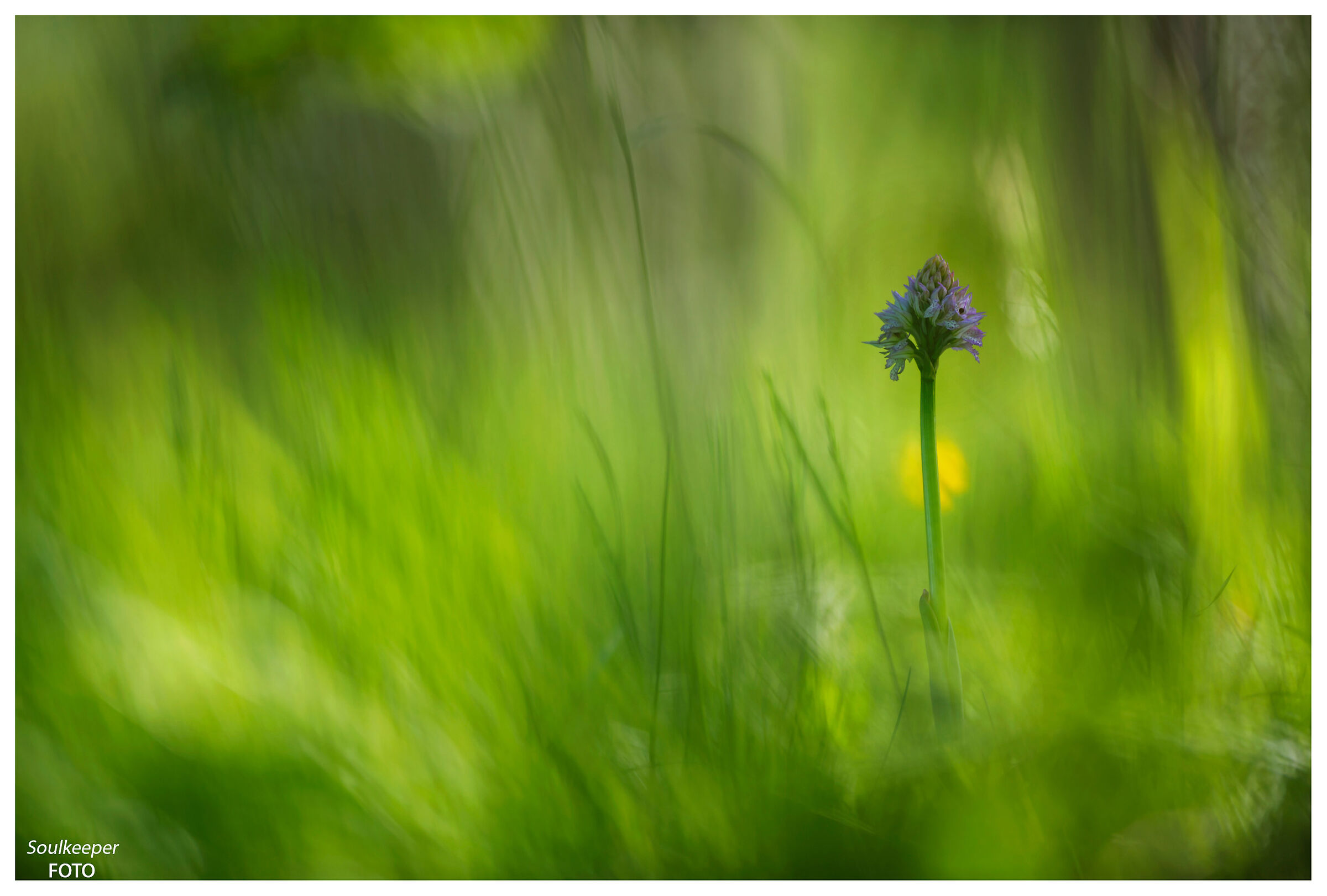 Neotinea tridentata.