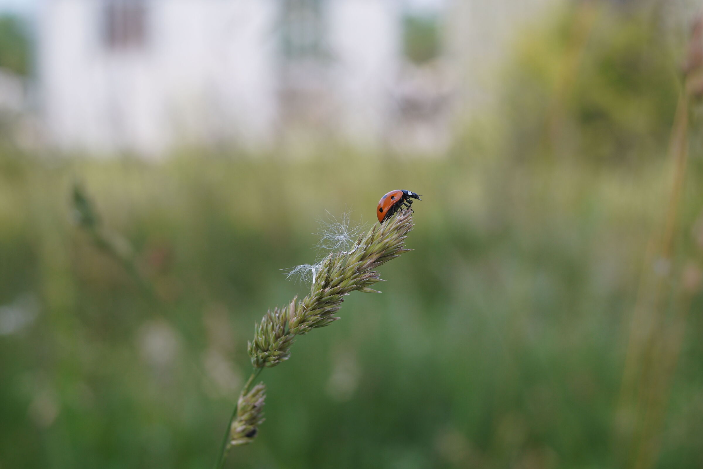 Original JPG test sunactinon mc car 20mm 2.8