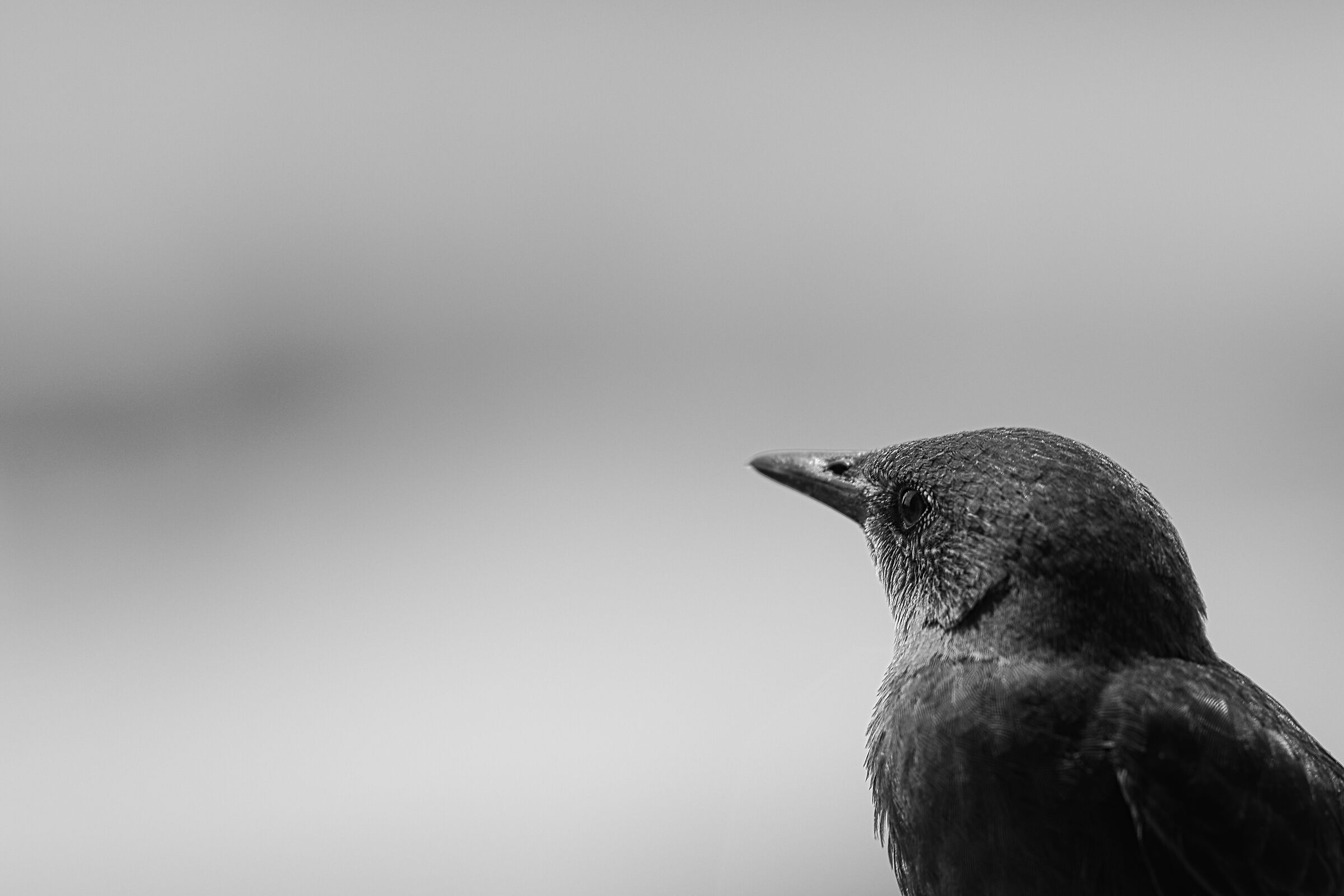 Sturnus, 19