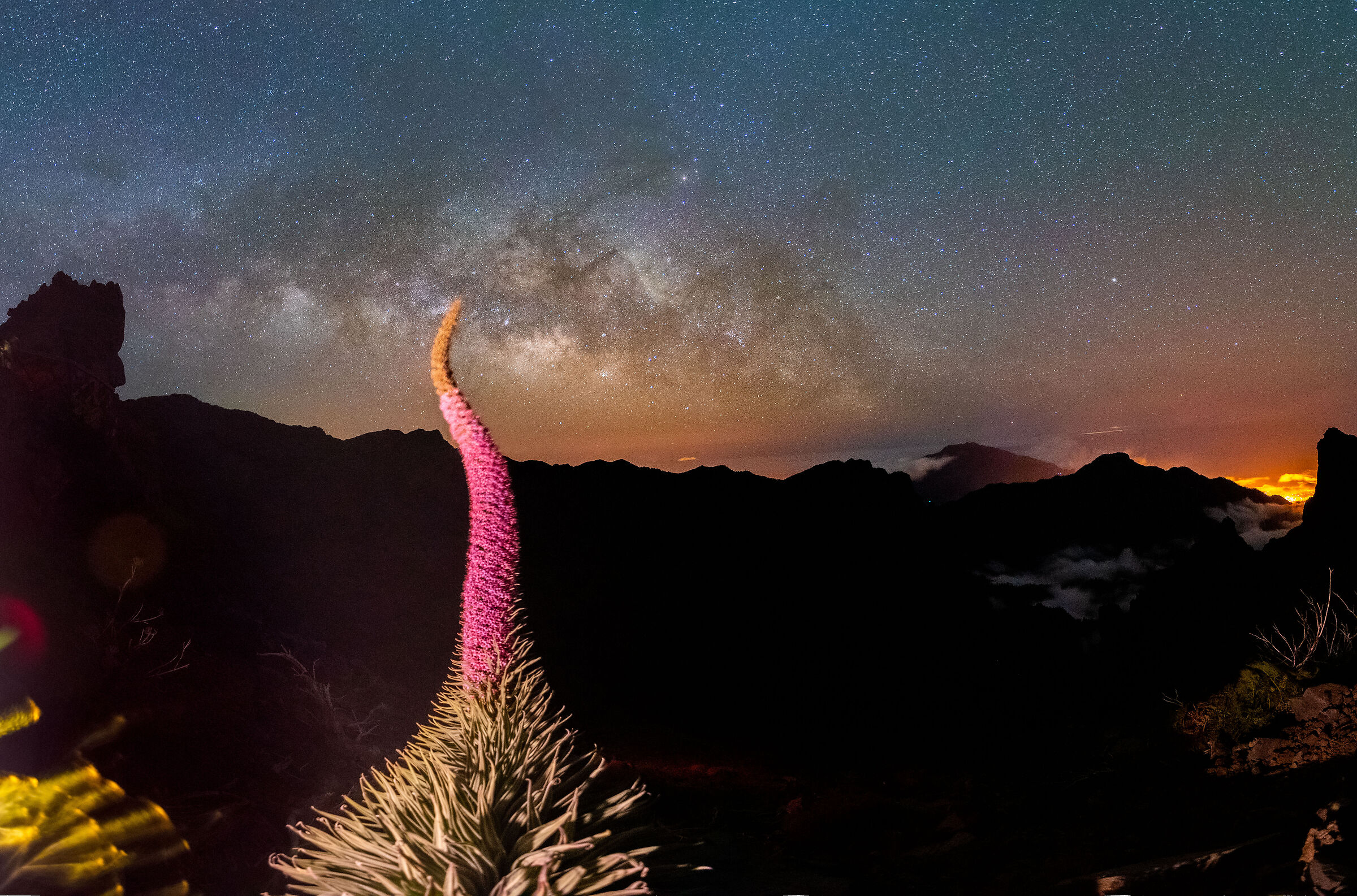 Tajinaste La Palma sotto Via Lattea