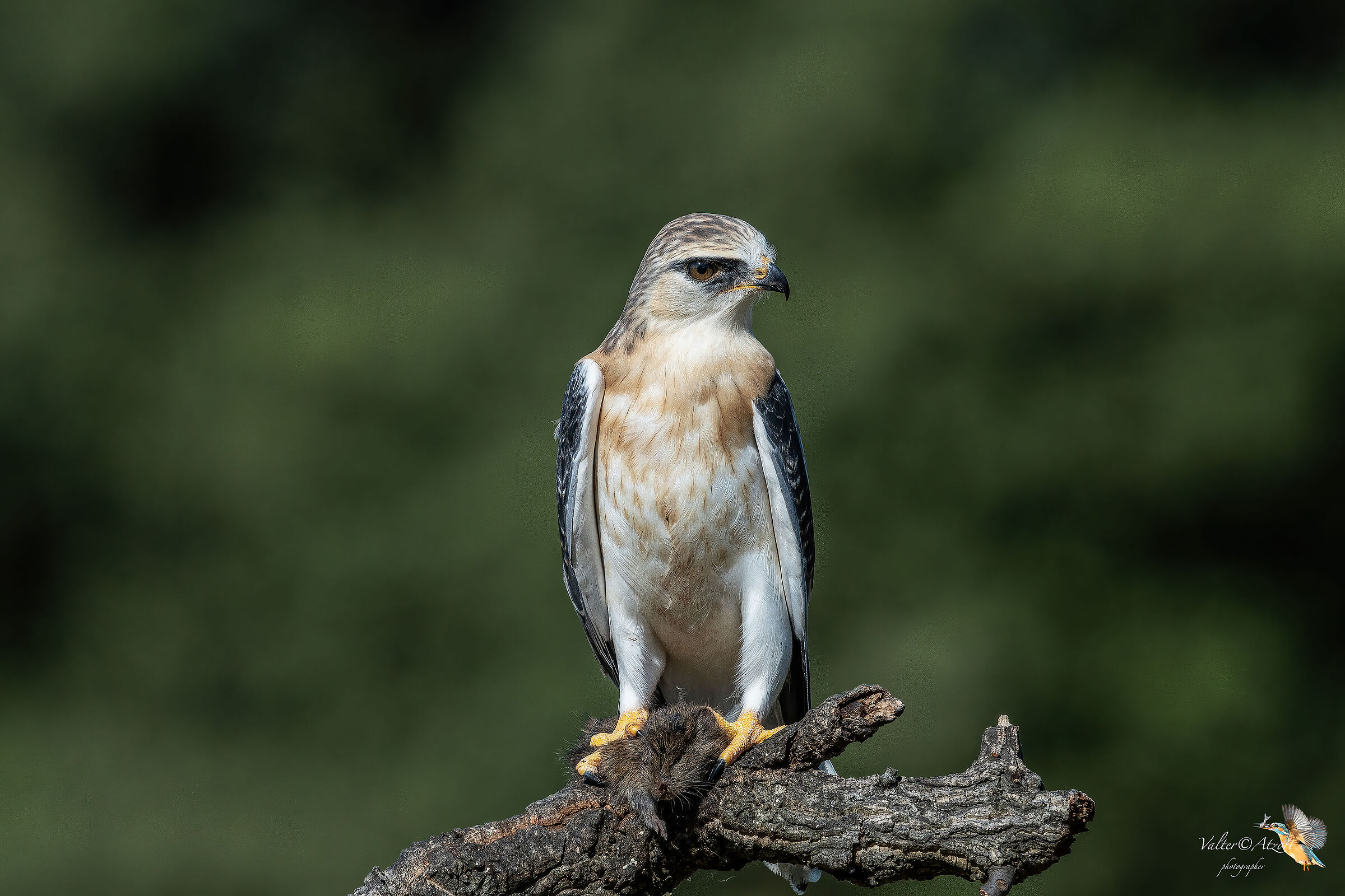 Nibbio Bianco con preda