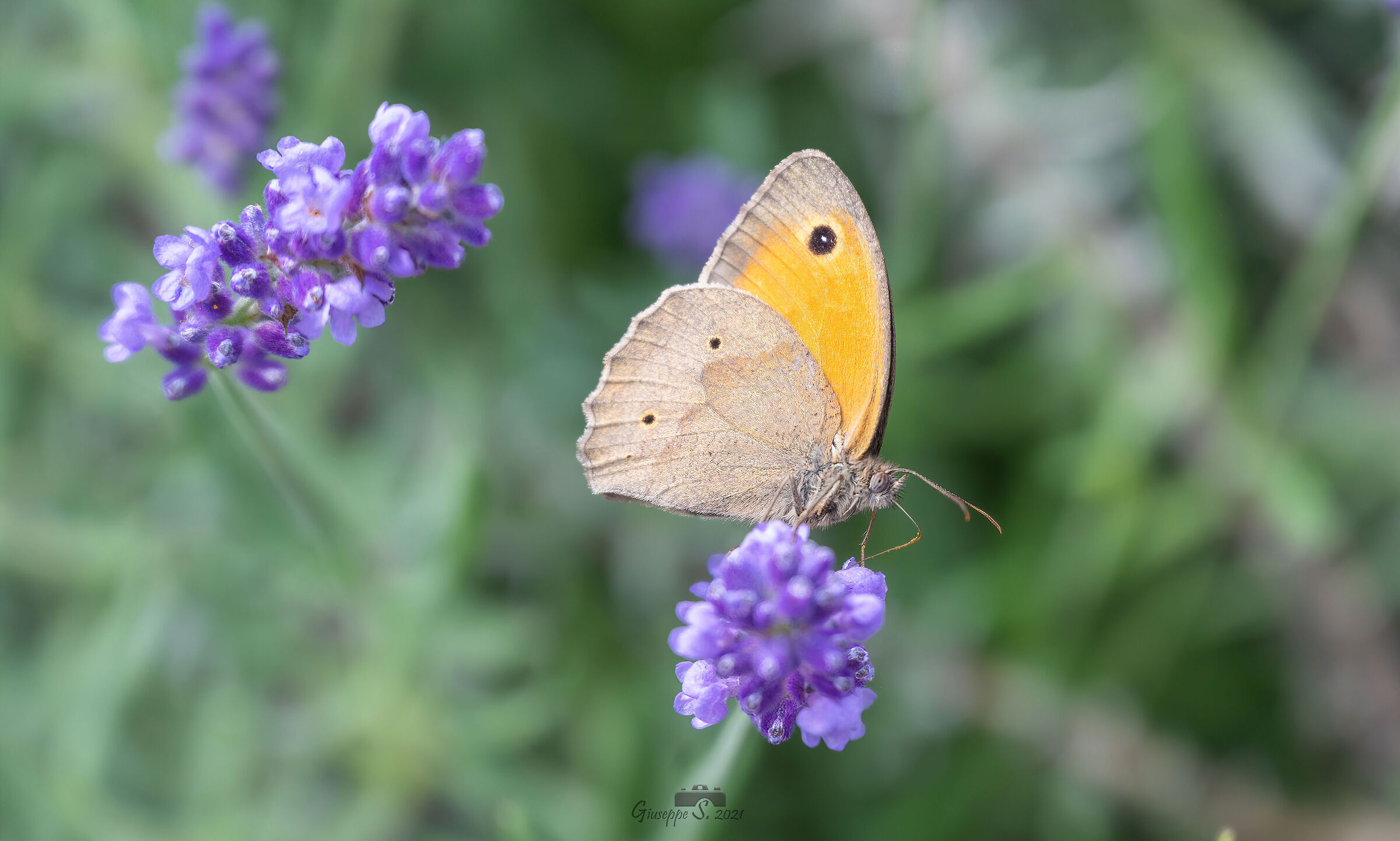 Nel giardino di casa