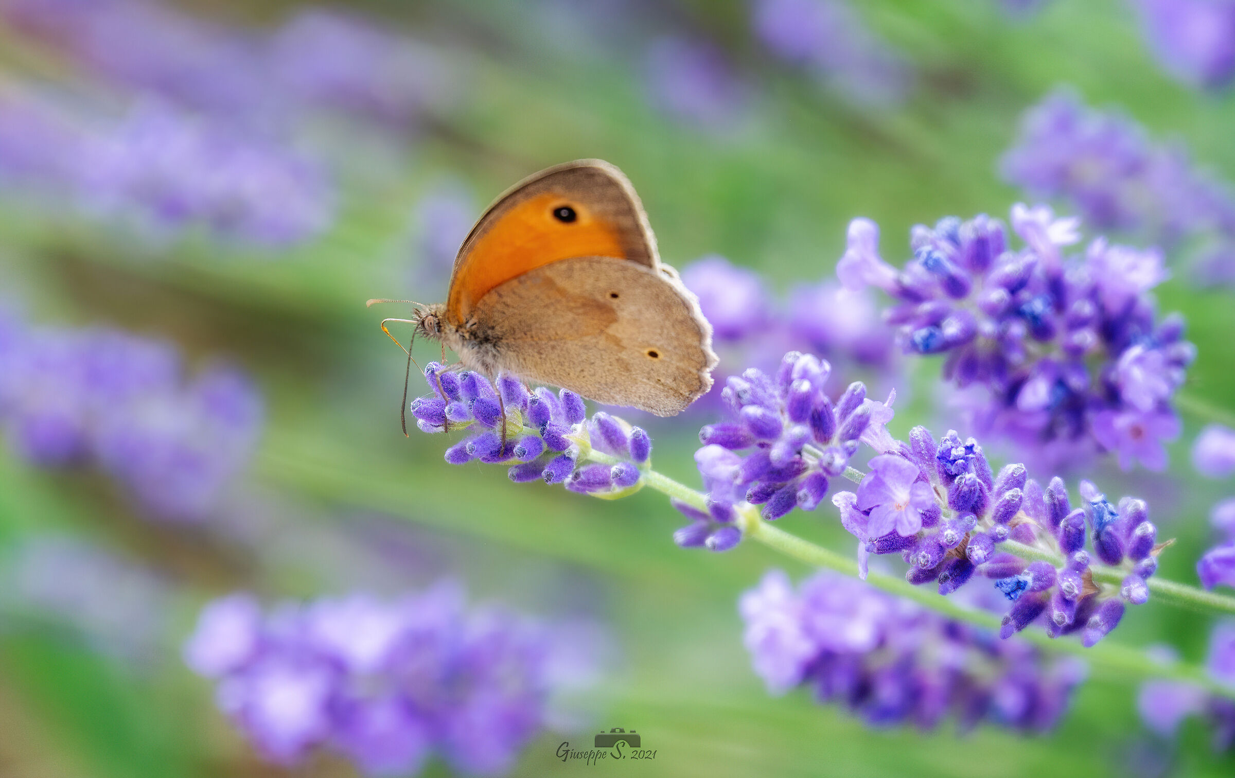 Nel giardino di casa 2