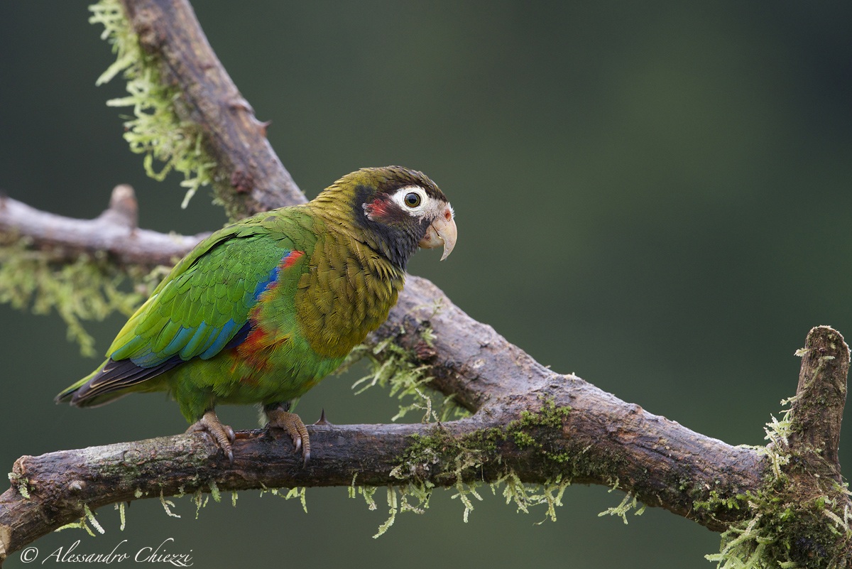 Pappagallo capo bruno