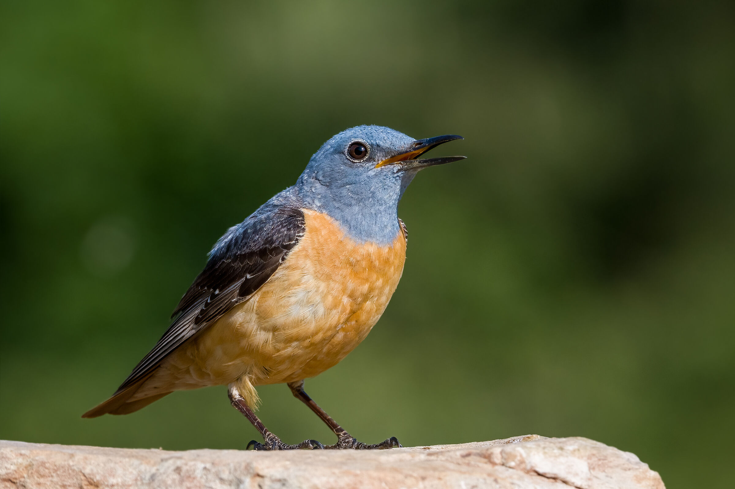 rock thrush