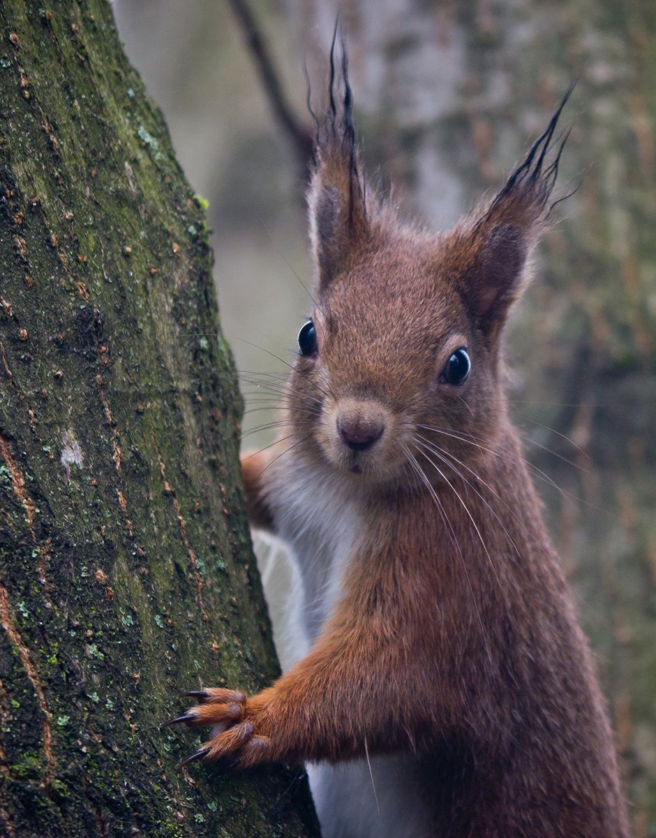 Guarda che ti ho visto !