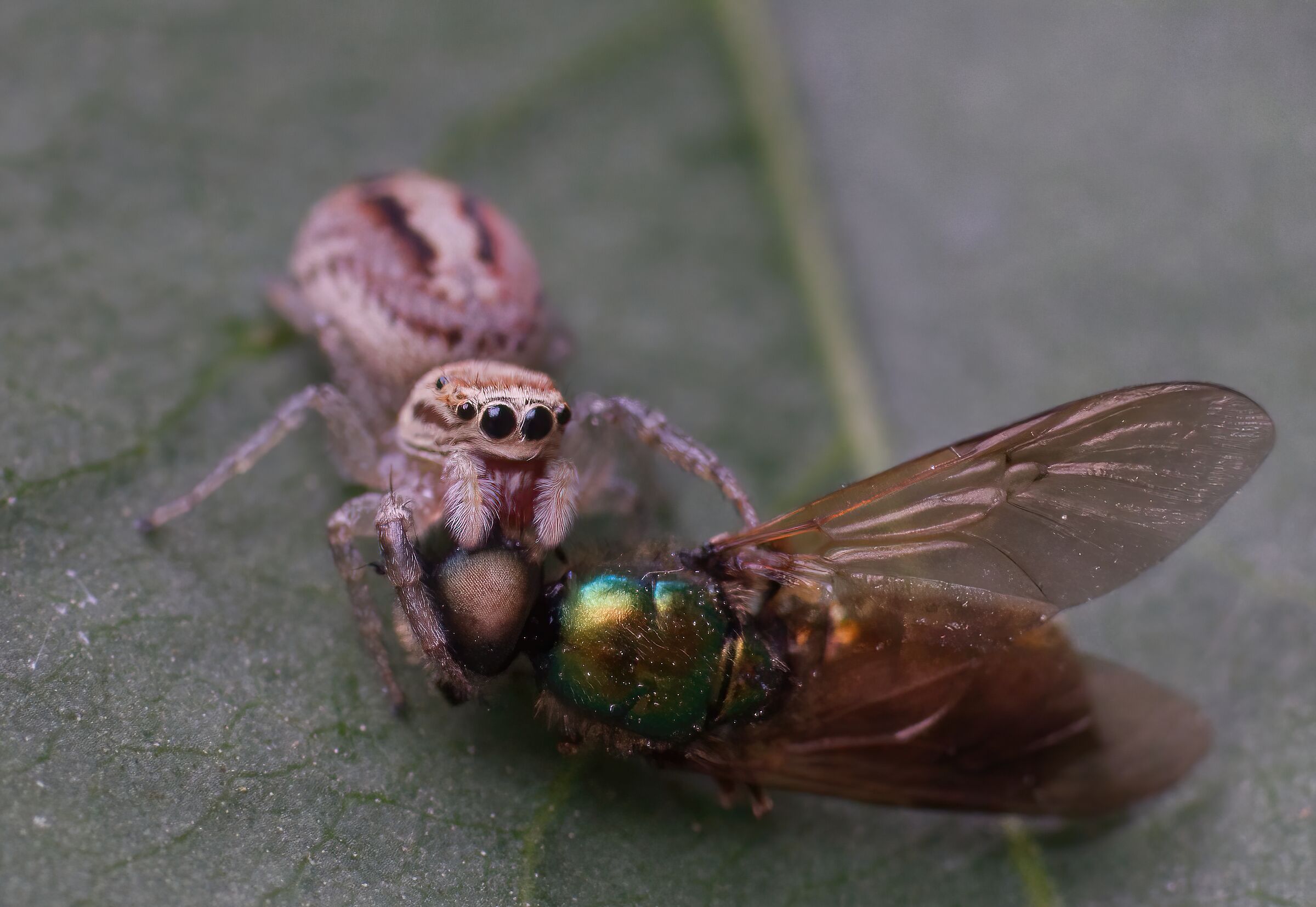 The Little Garden Killer