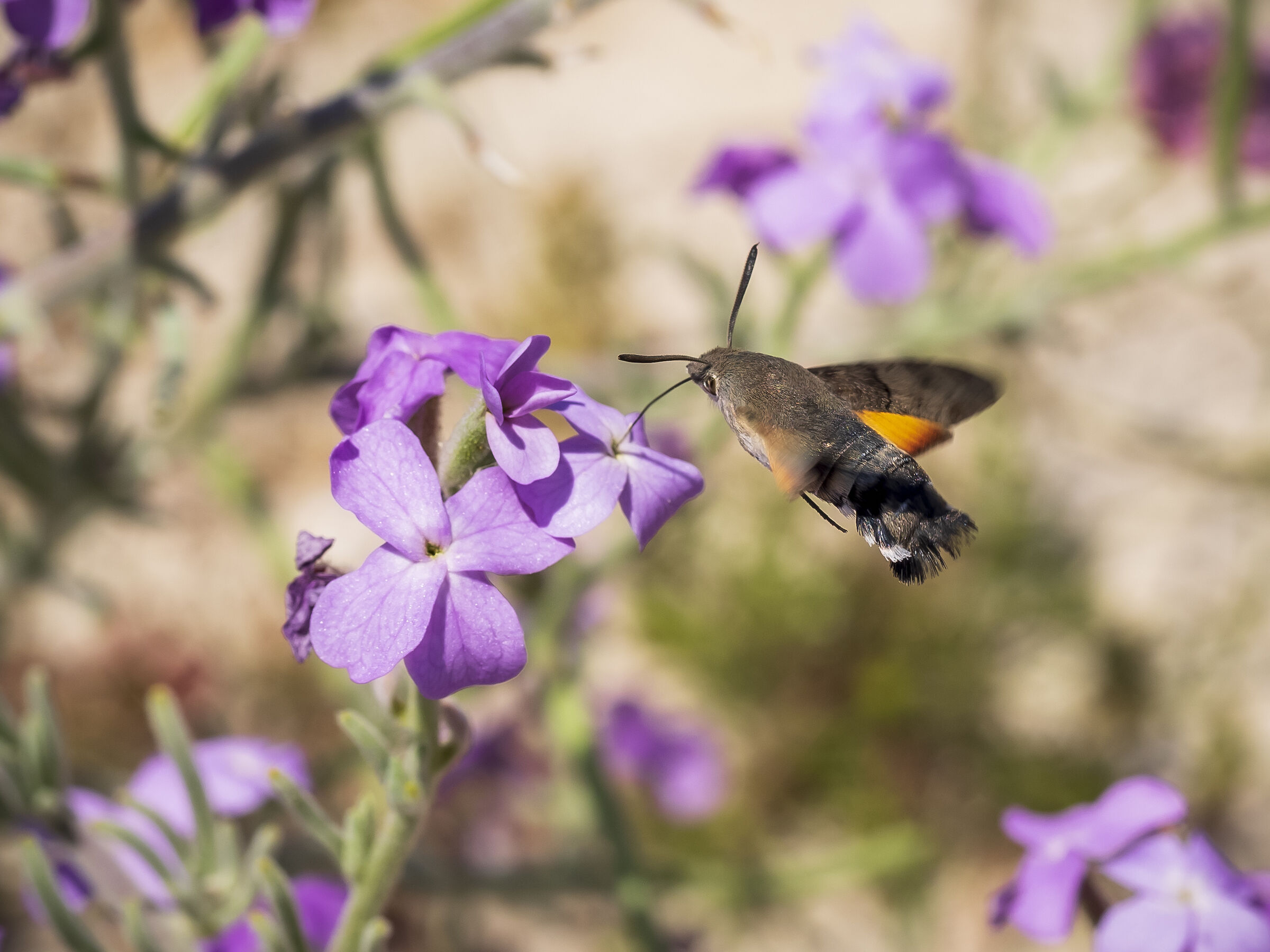 Macroglossum stellataurum