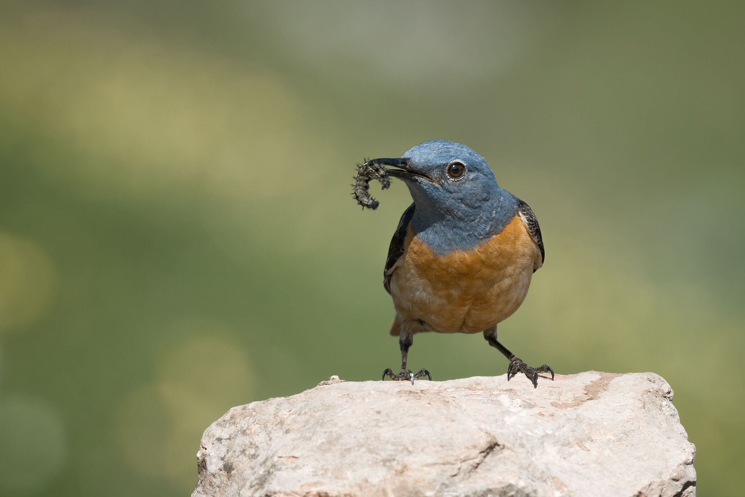 rock thrush