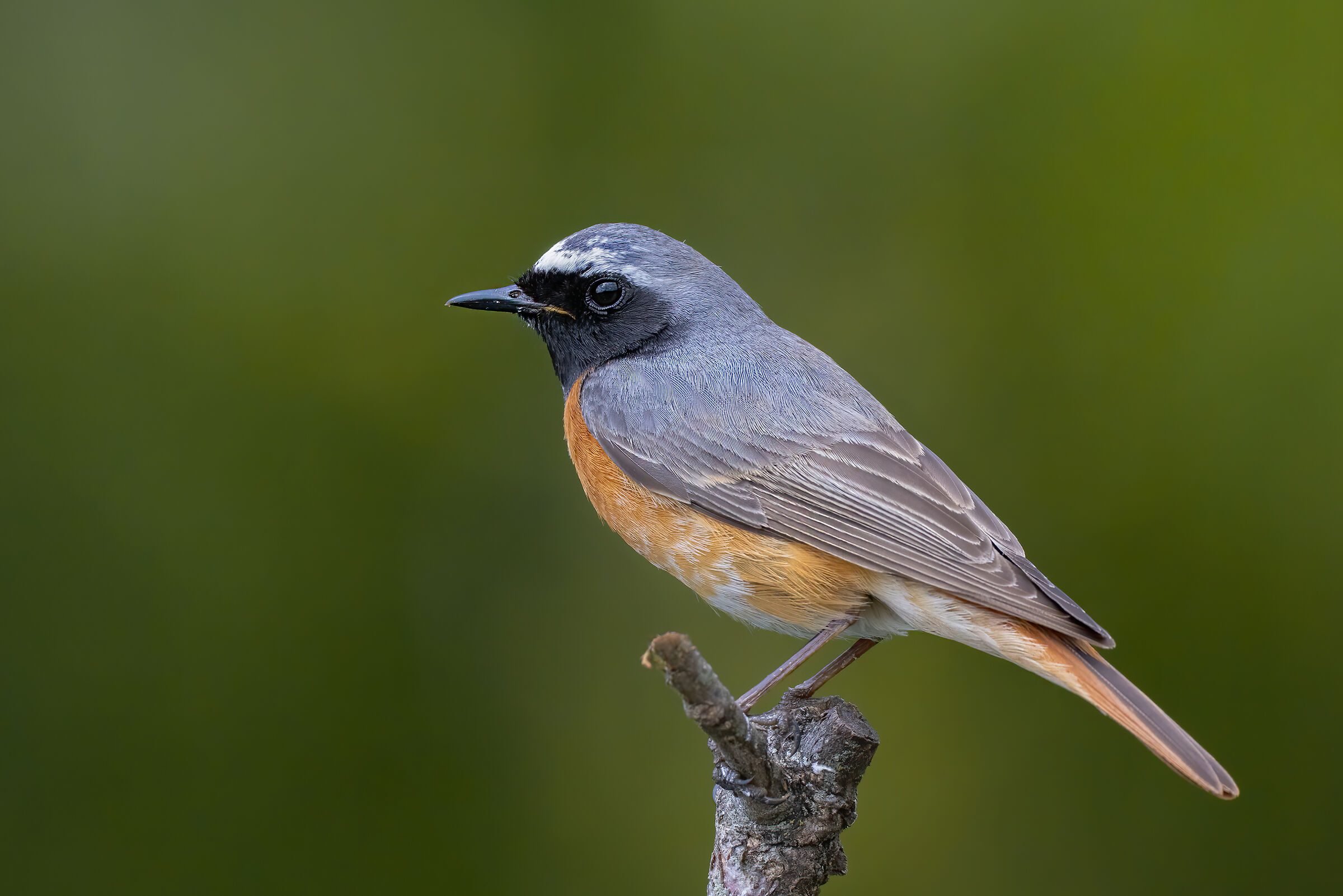 Codirosso comune (m)