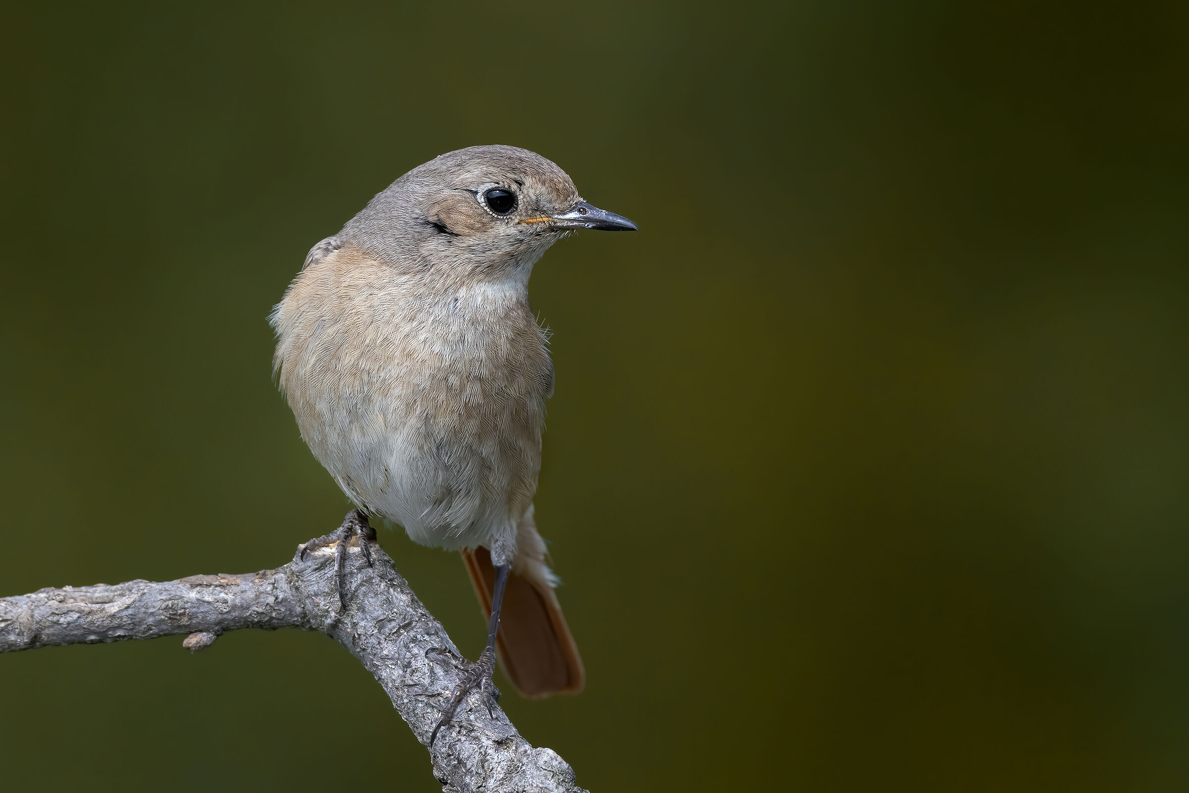 Codirosso comune (f)