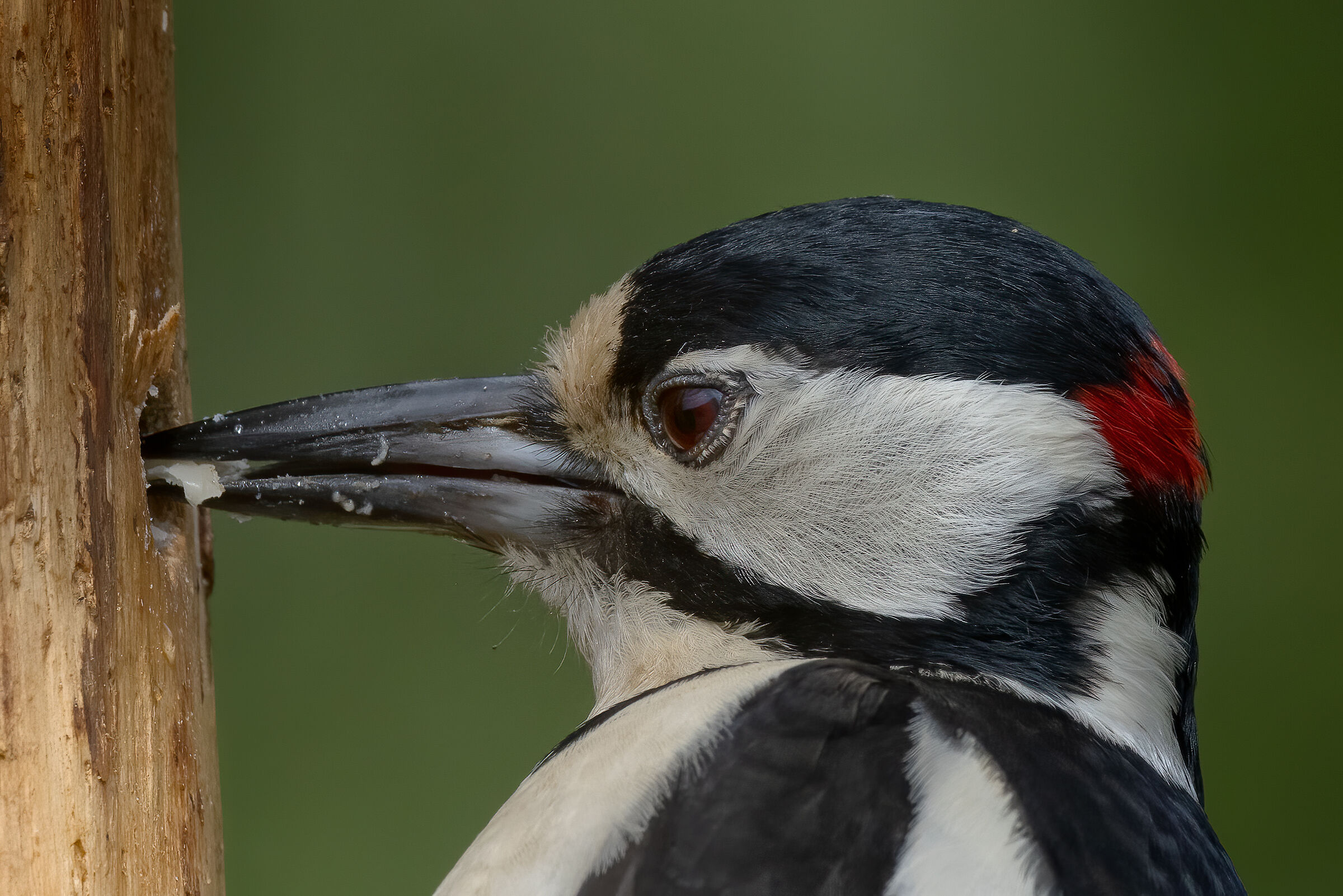 Picchio rosso molto da vicino...