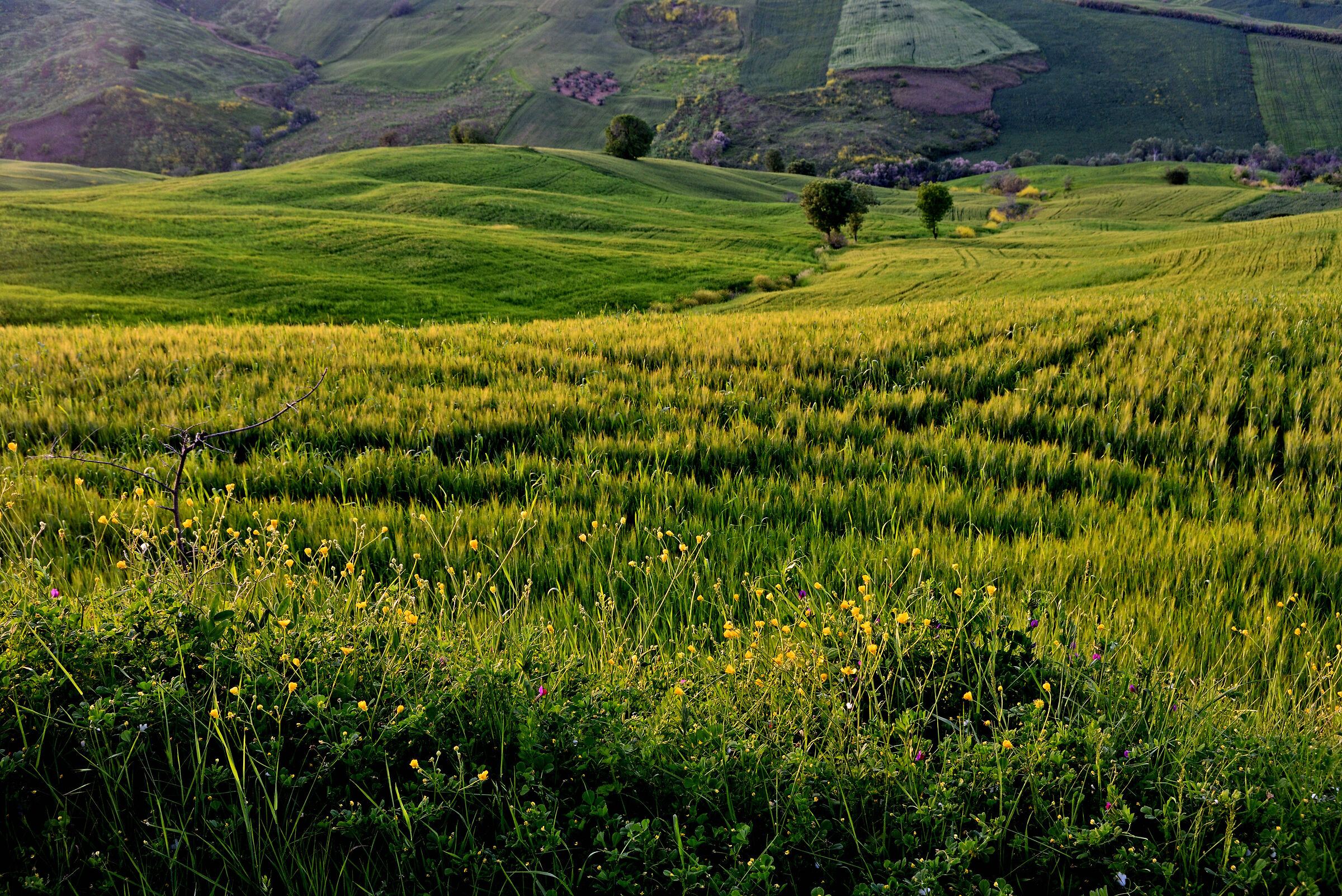 Ai margini del campo