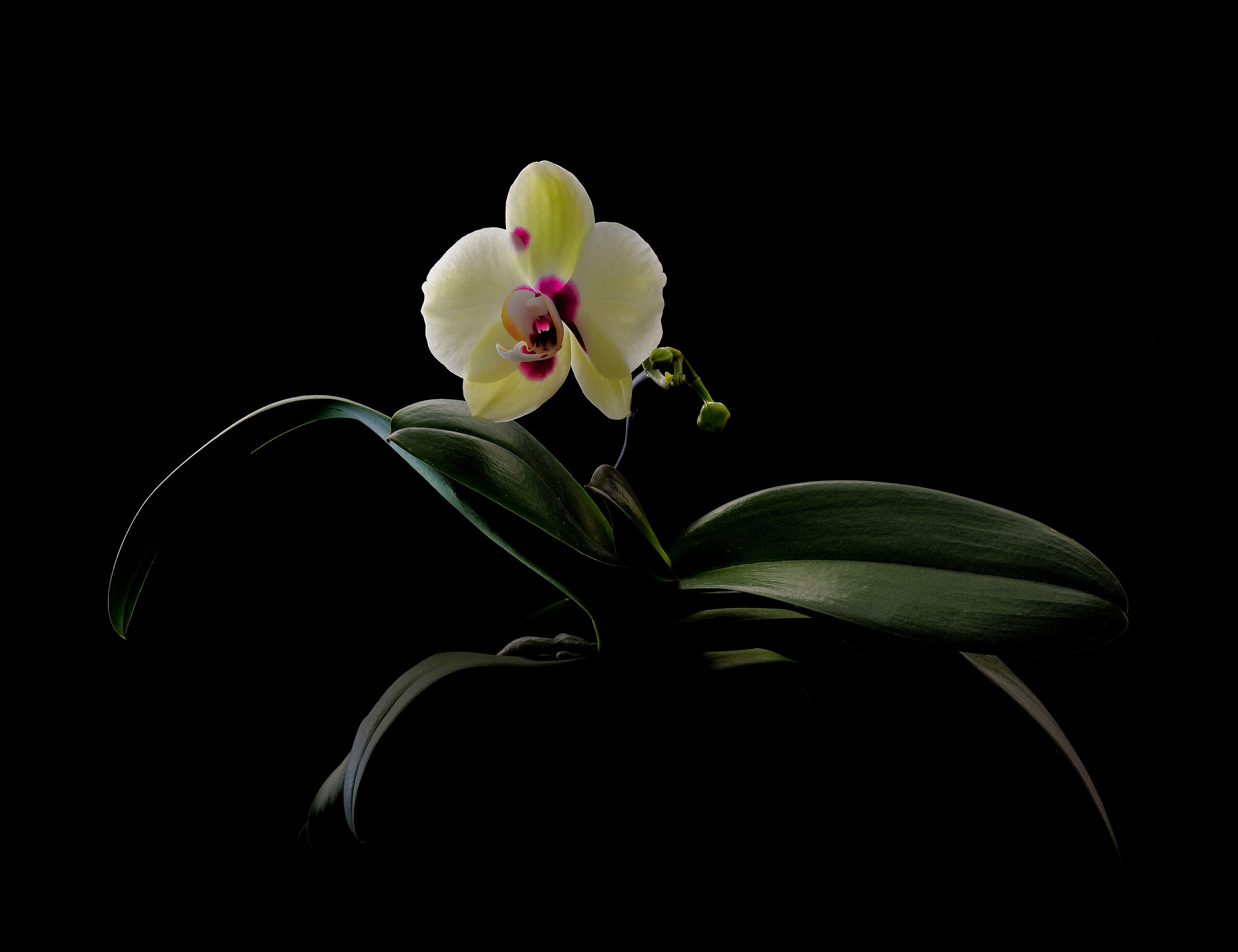 Phalaenopsis