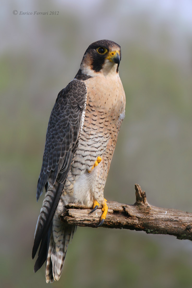 Falco peregrinus
