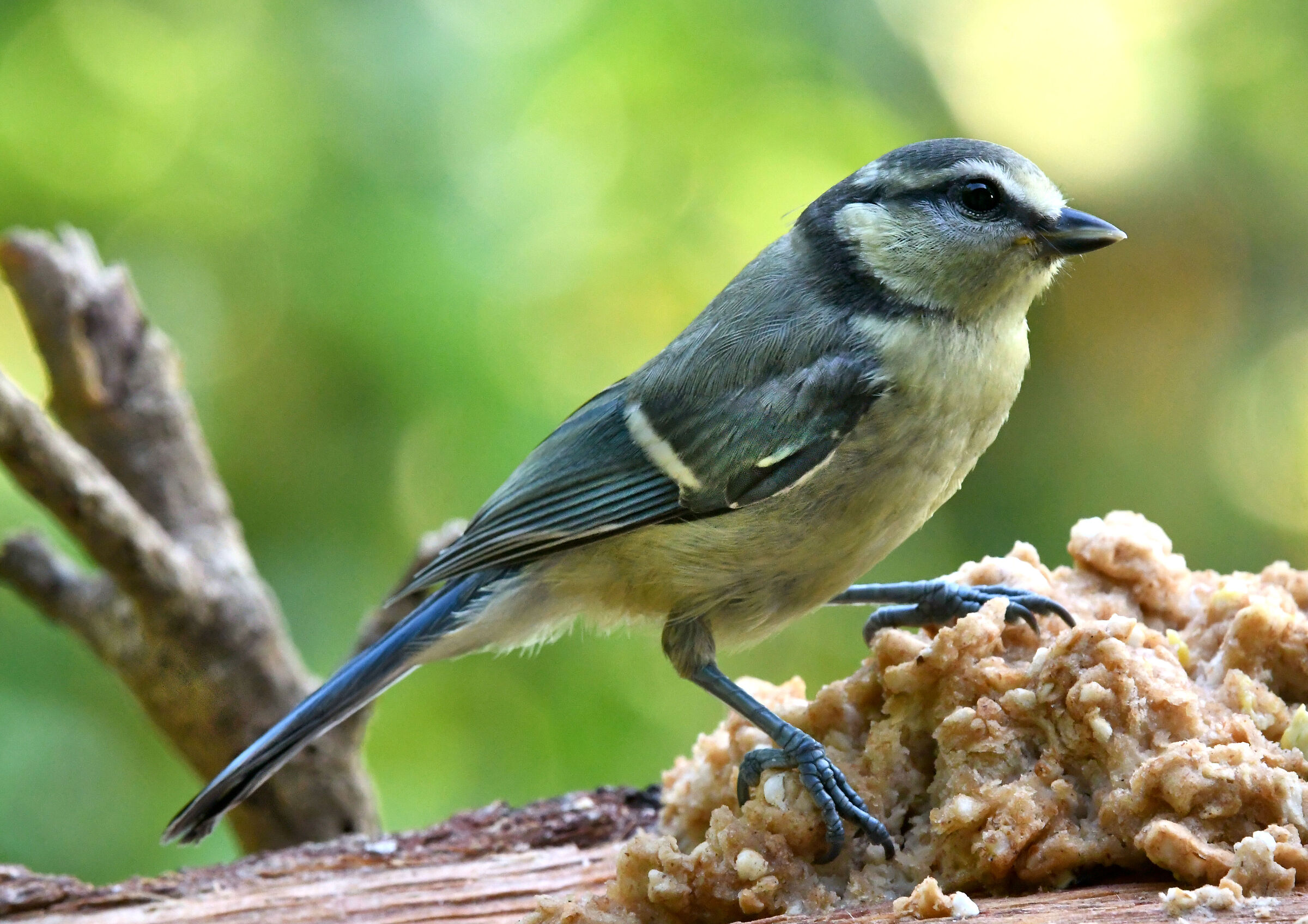giovanissimo Parus caeruleus