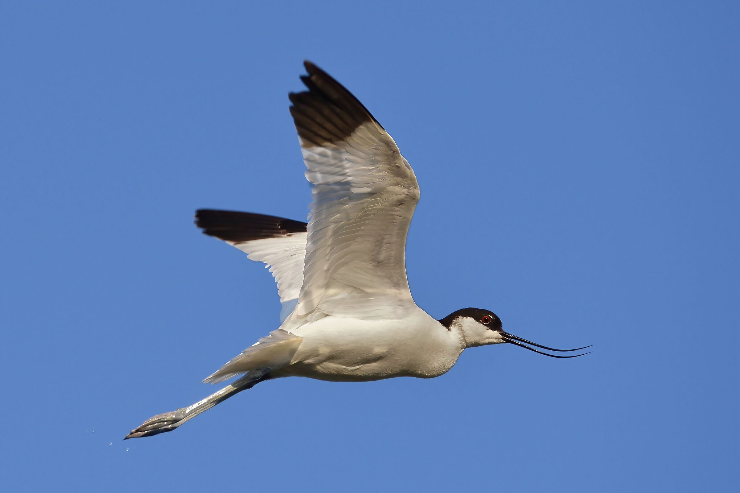 Avocetta