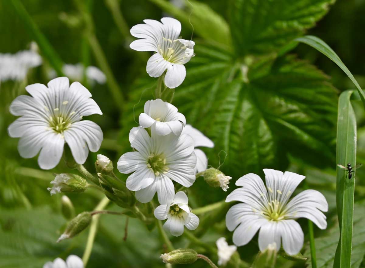 Peverina...è tormentosa. Nome buffo ma candido