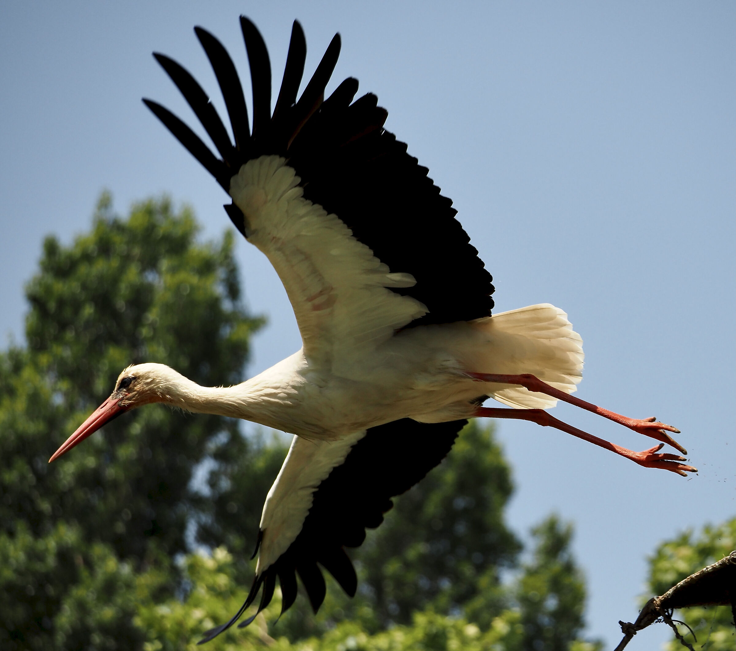 Primo tentativo scatto al volo