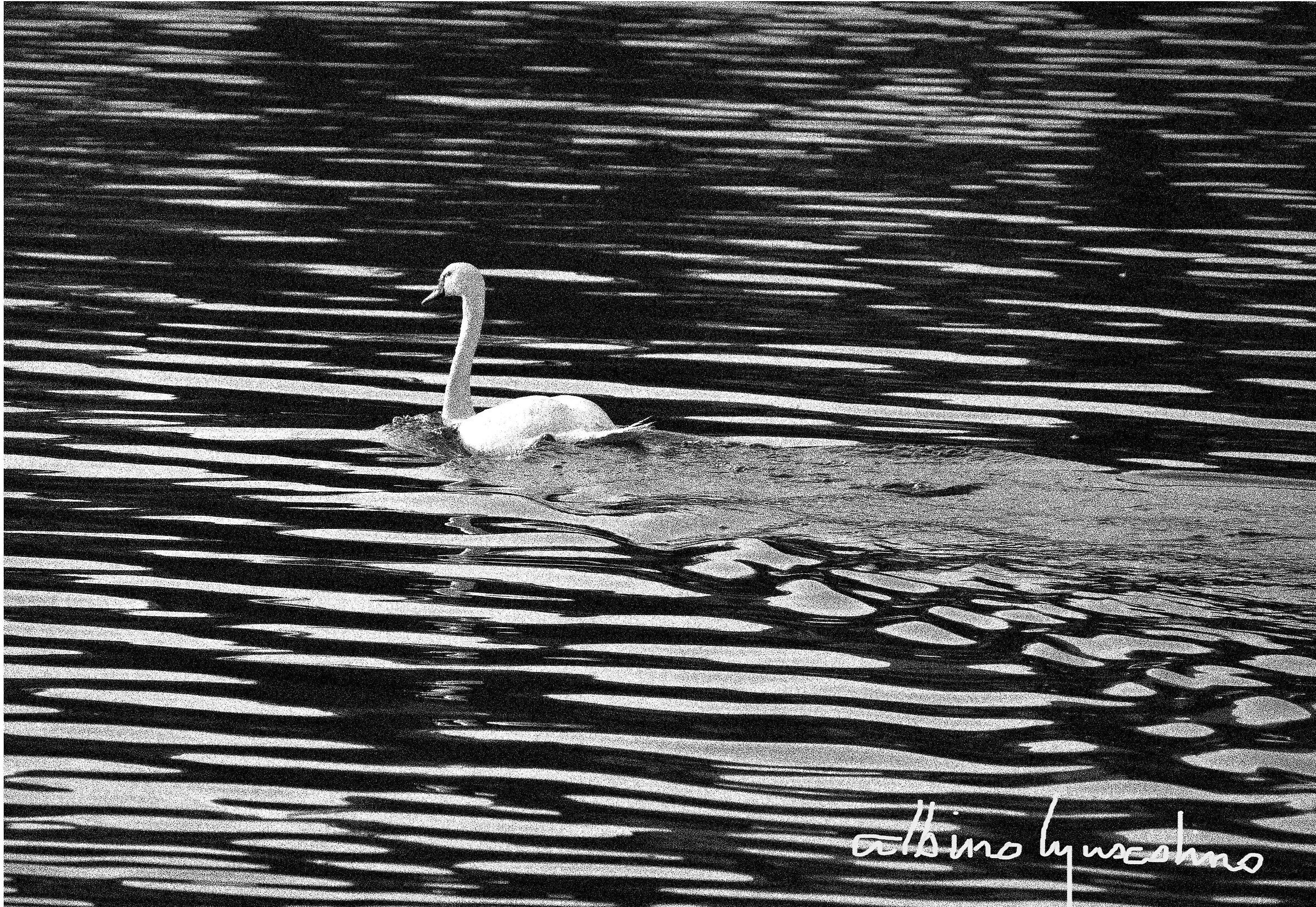 . . . il Re del Lago di Lecco . . .