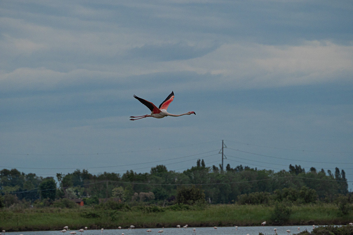 Parco Delta del Po