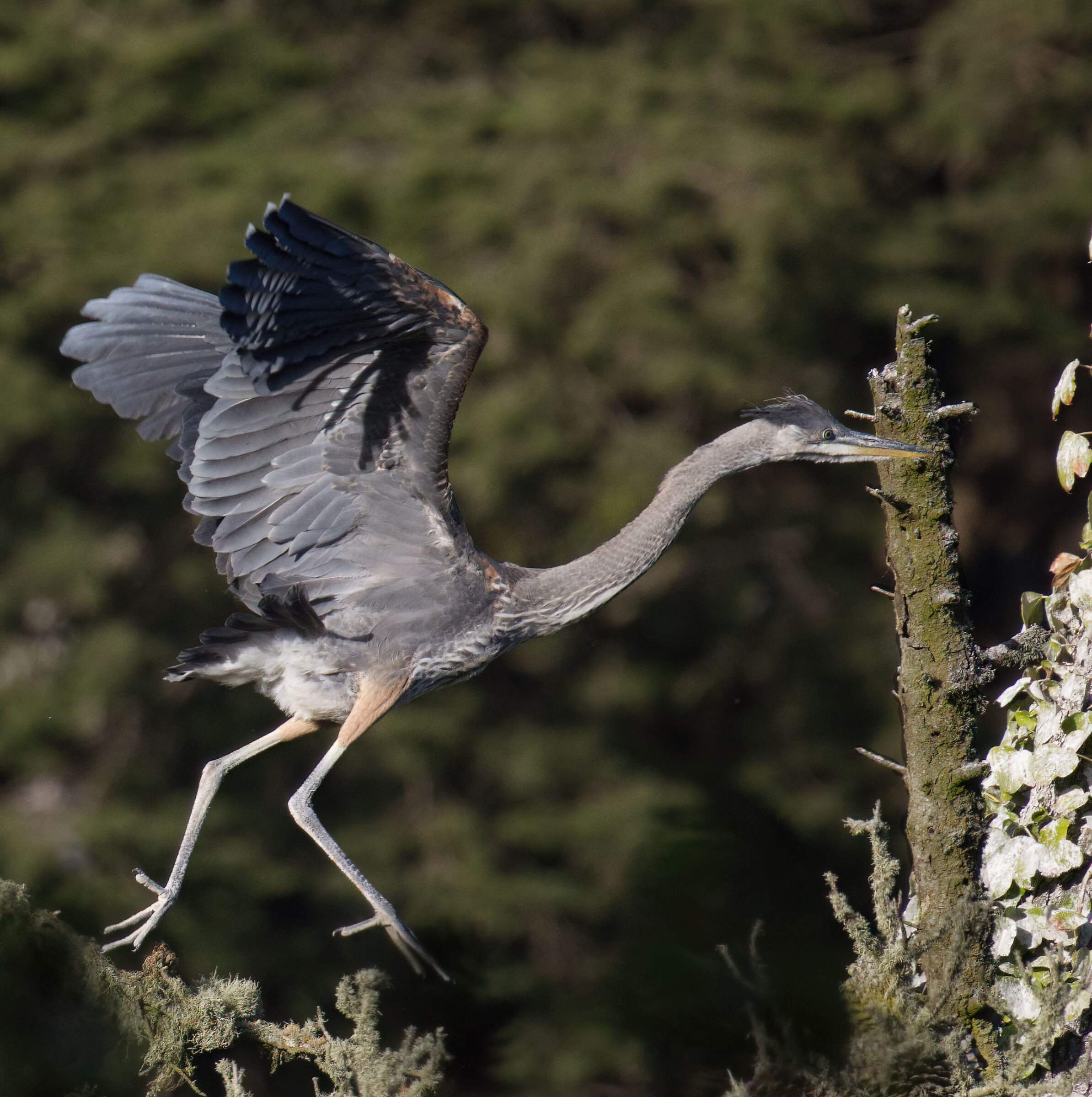 Walking Heron