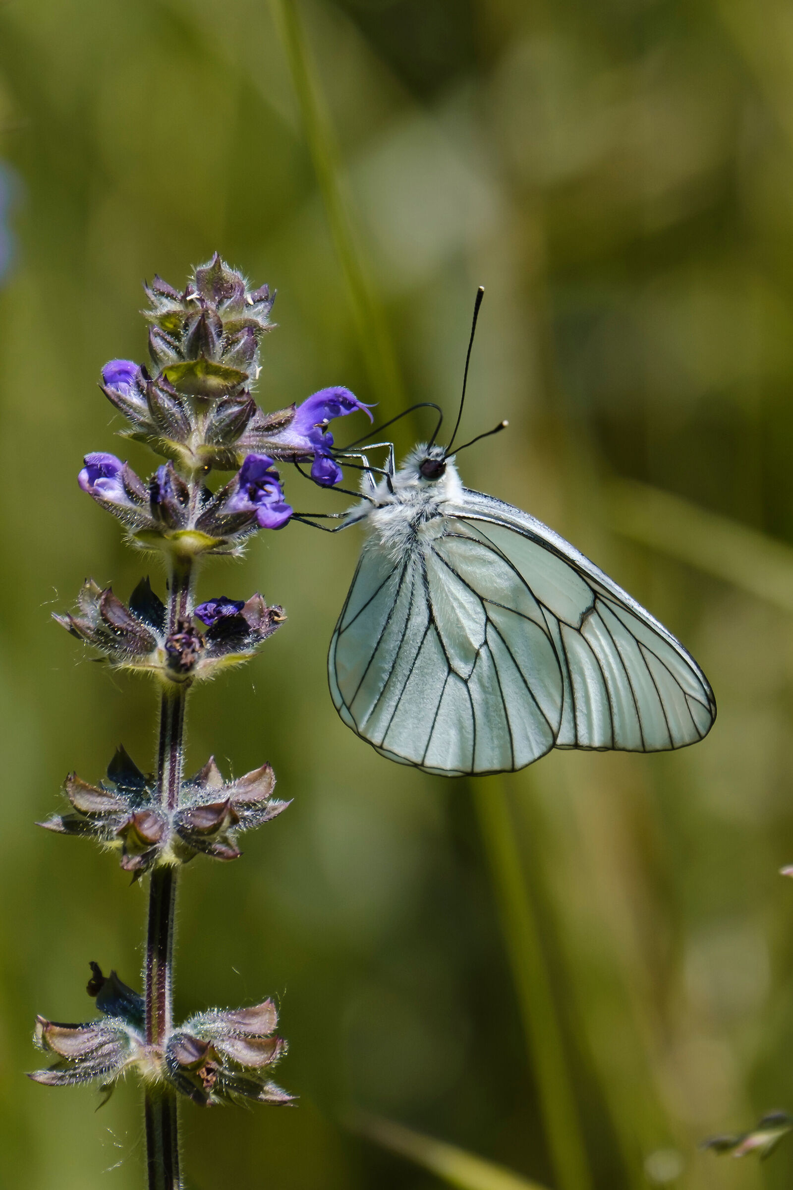 Aporia crataegi su Salvia verbenaca