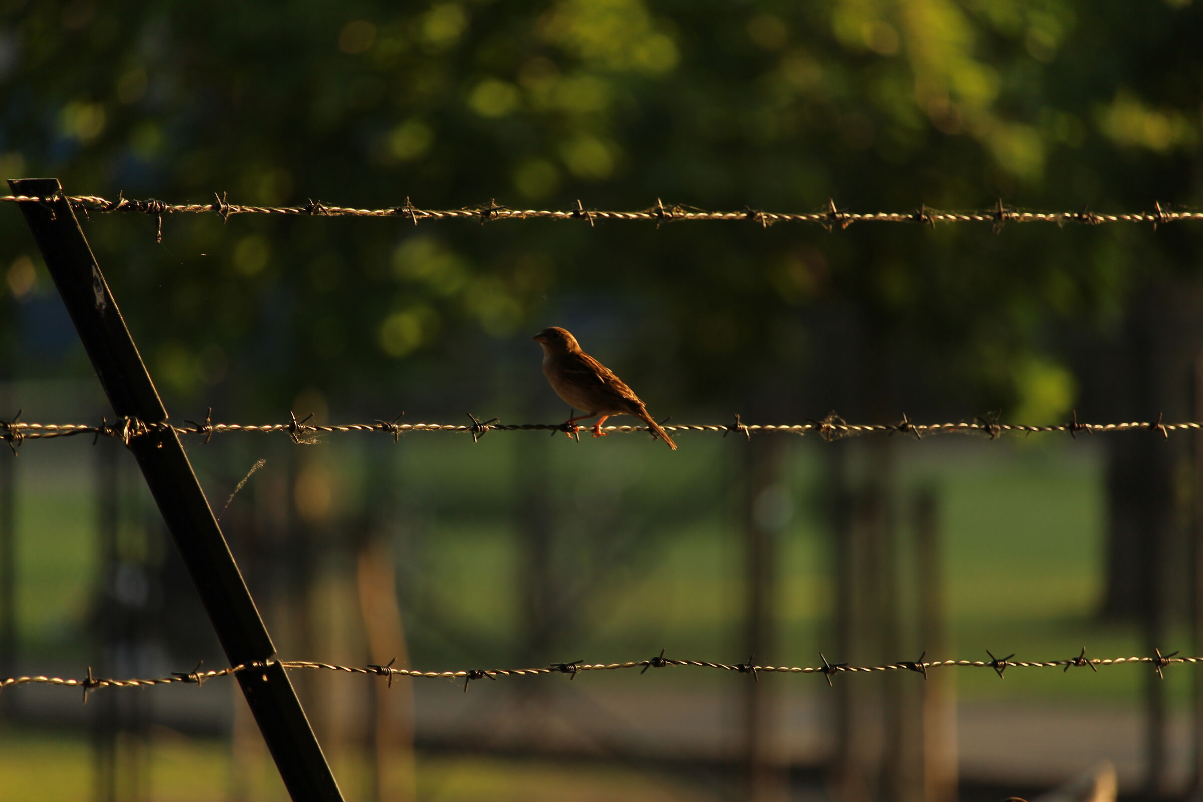 Little bird in Kronenburgerpark, Nijmegen