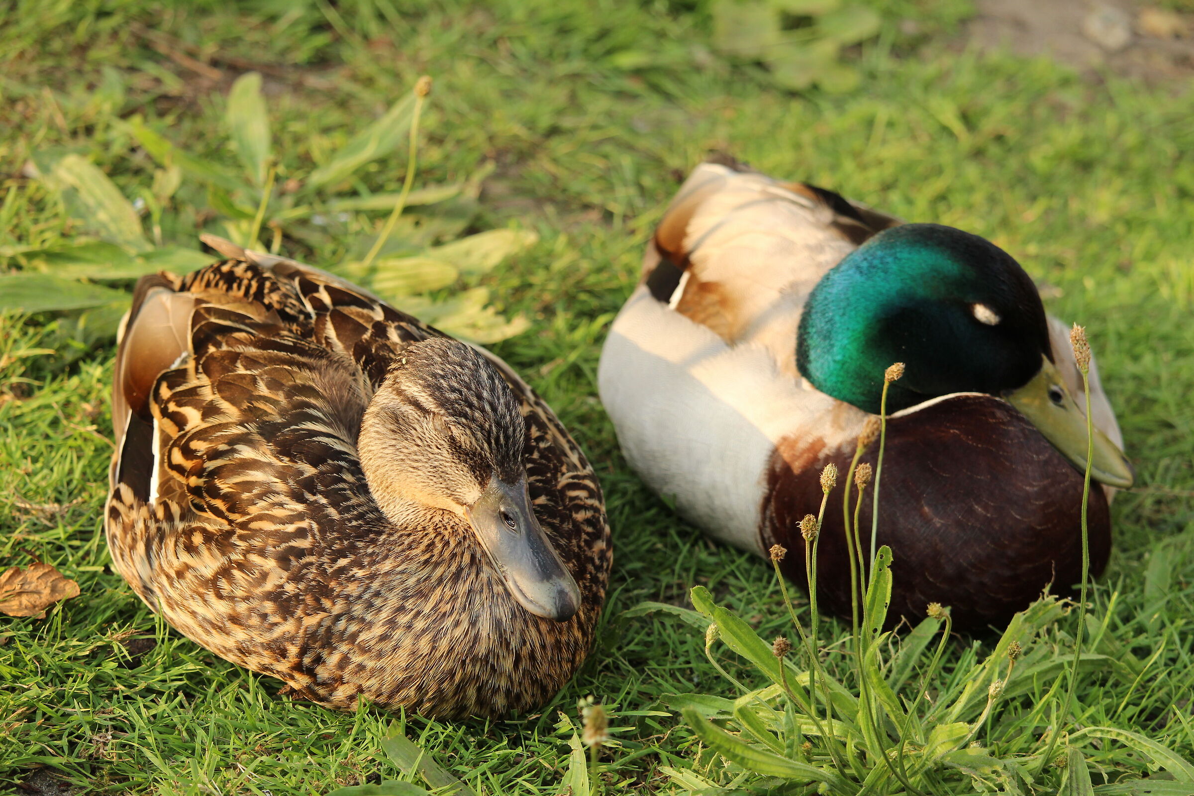 Sleeping Mallard couple in Kronenburgerpark, Nijmegen