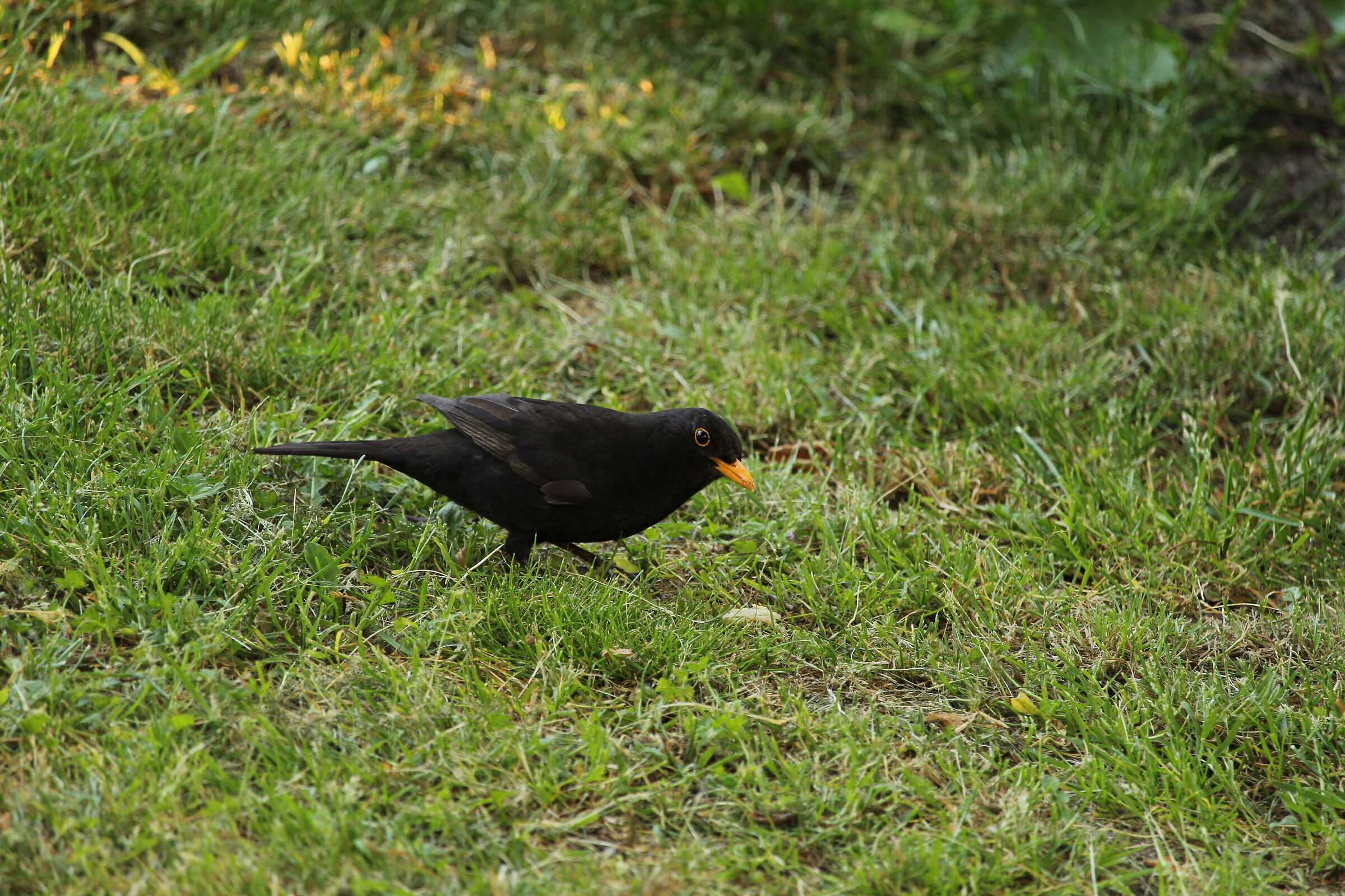 Male common blackbird in Kronenburgerpark, Nijmegen
