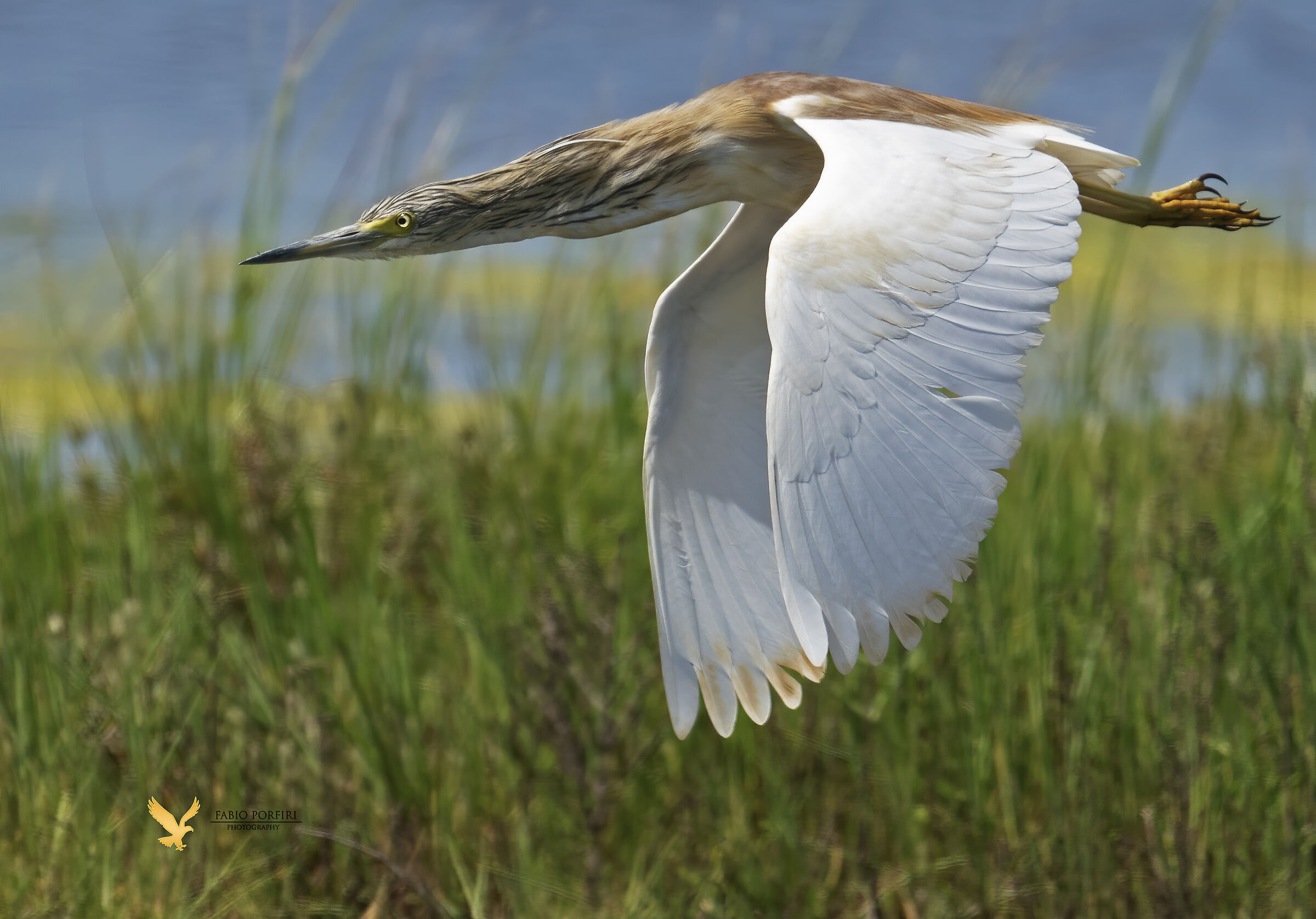 squacco heron....