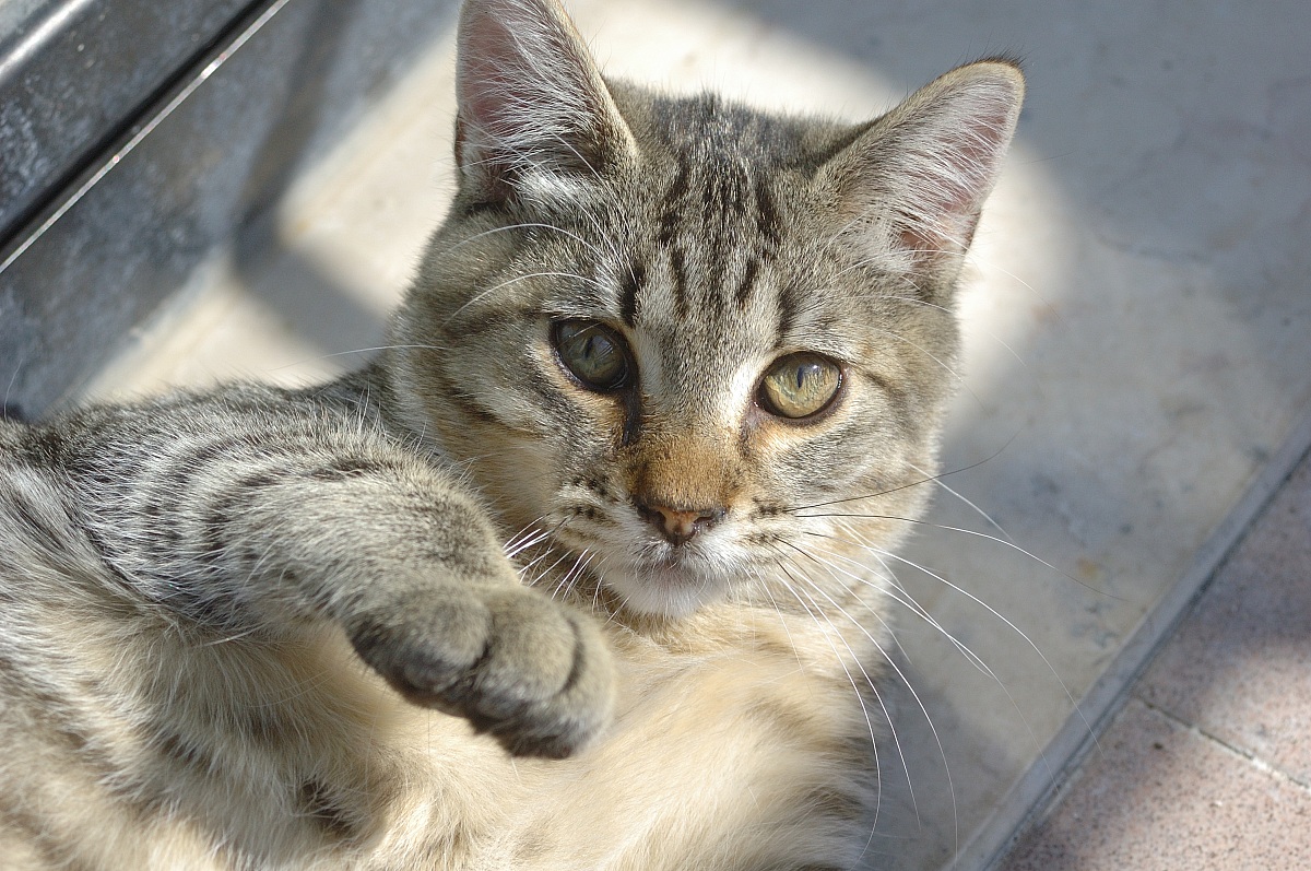 l'amico del mio gatto