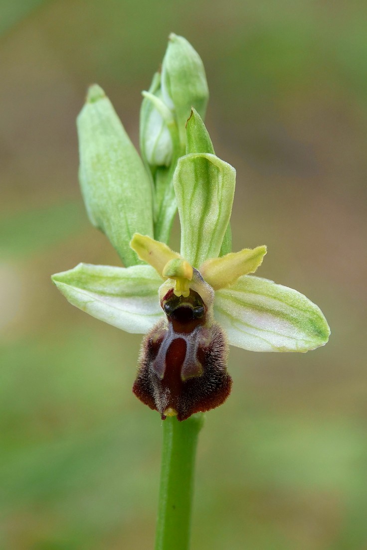 Ophrys archipelagi
