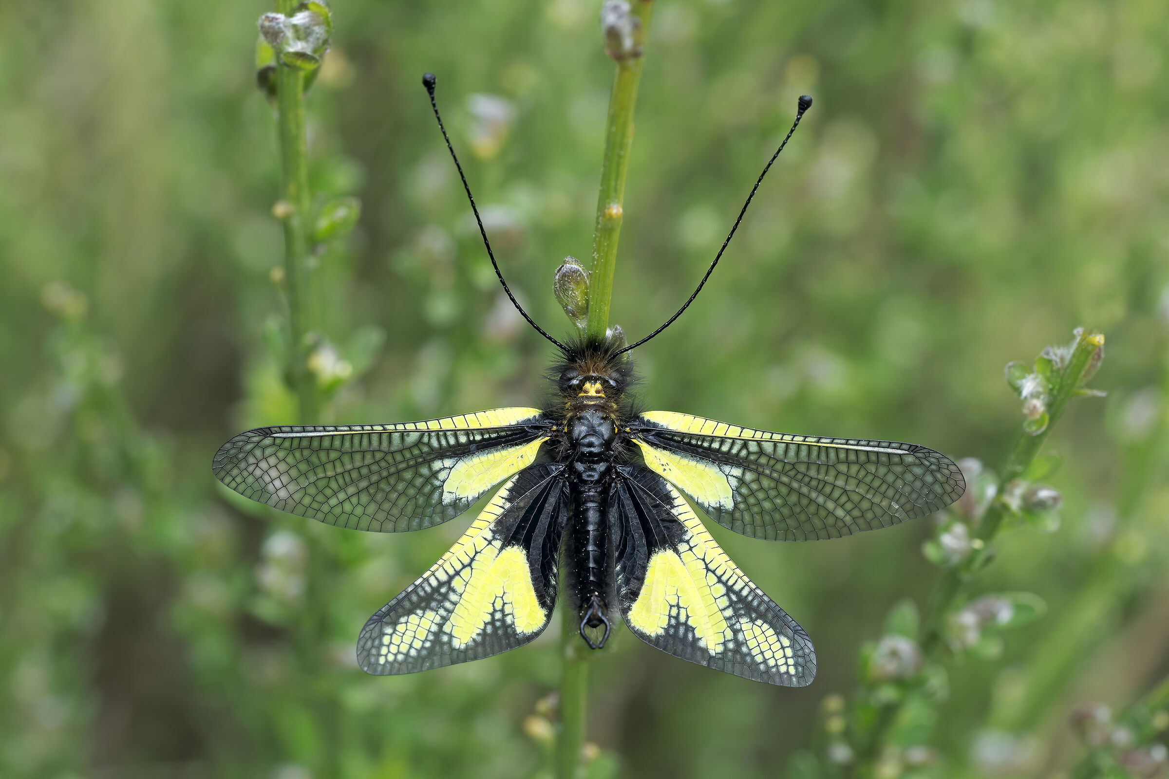 Ascalafo Libelluloides