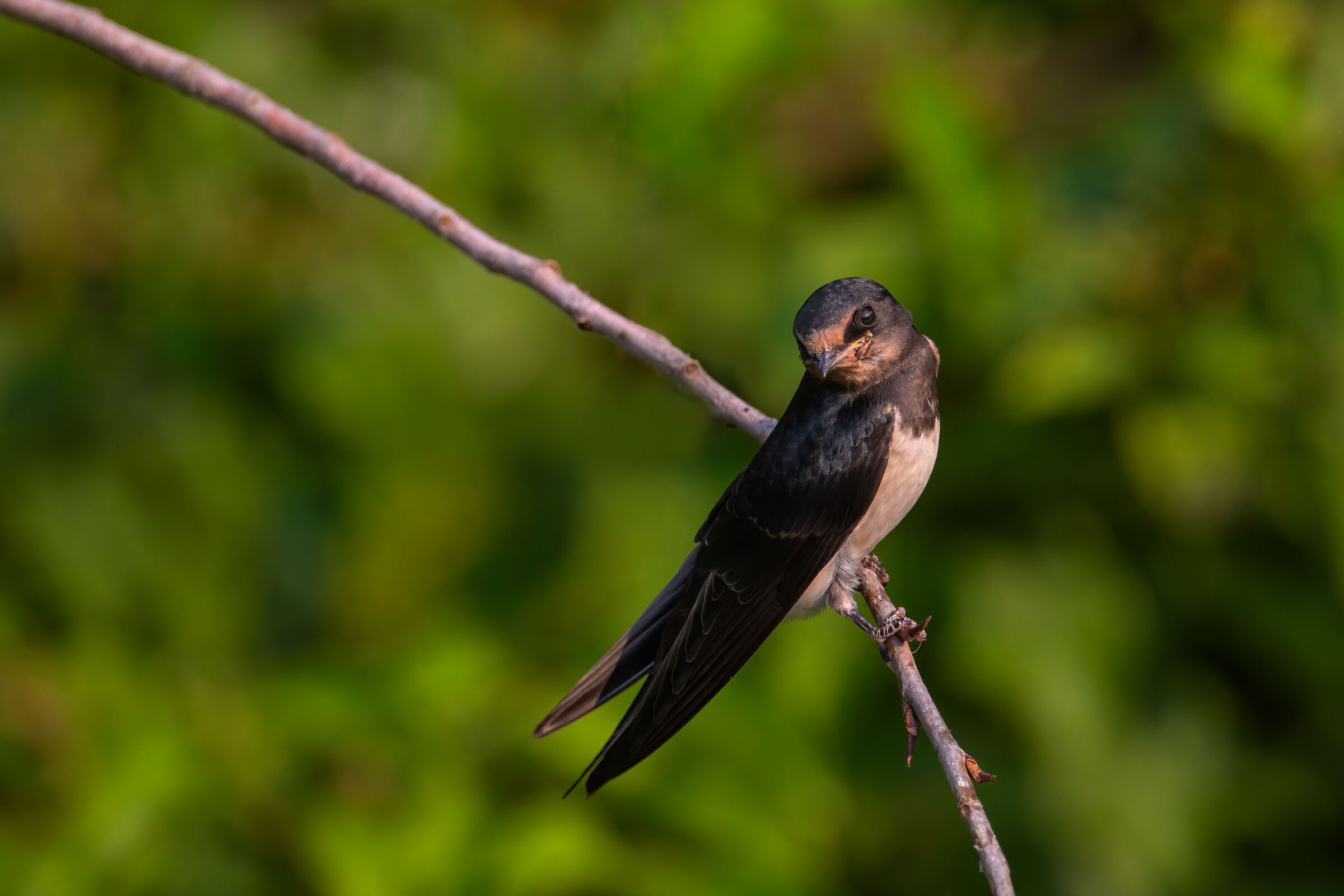 Swallow at sunset