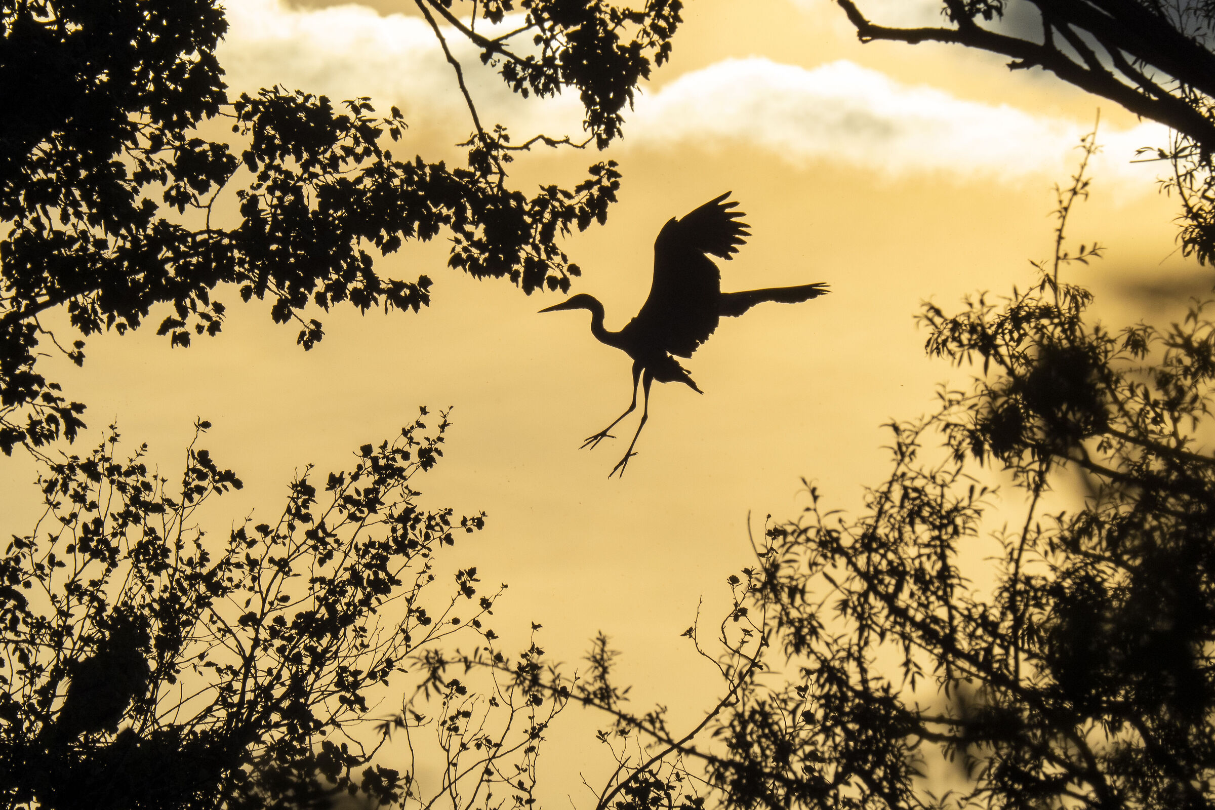 Gray heron at sunset