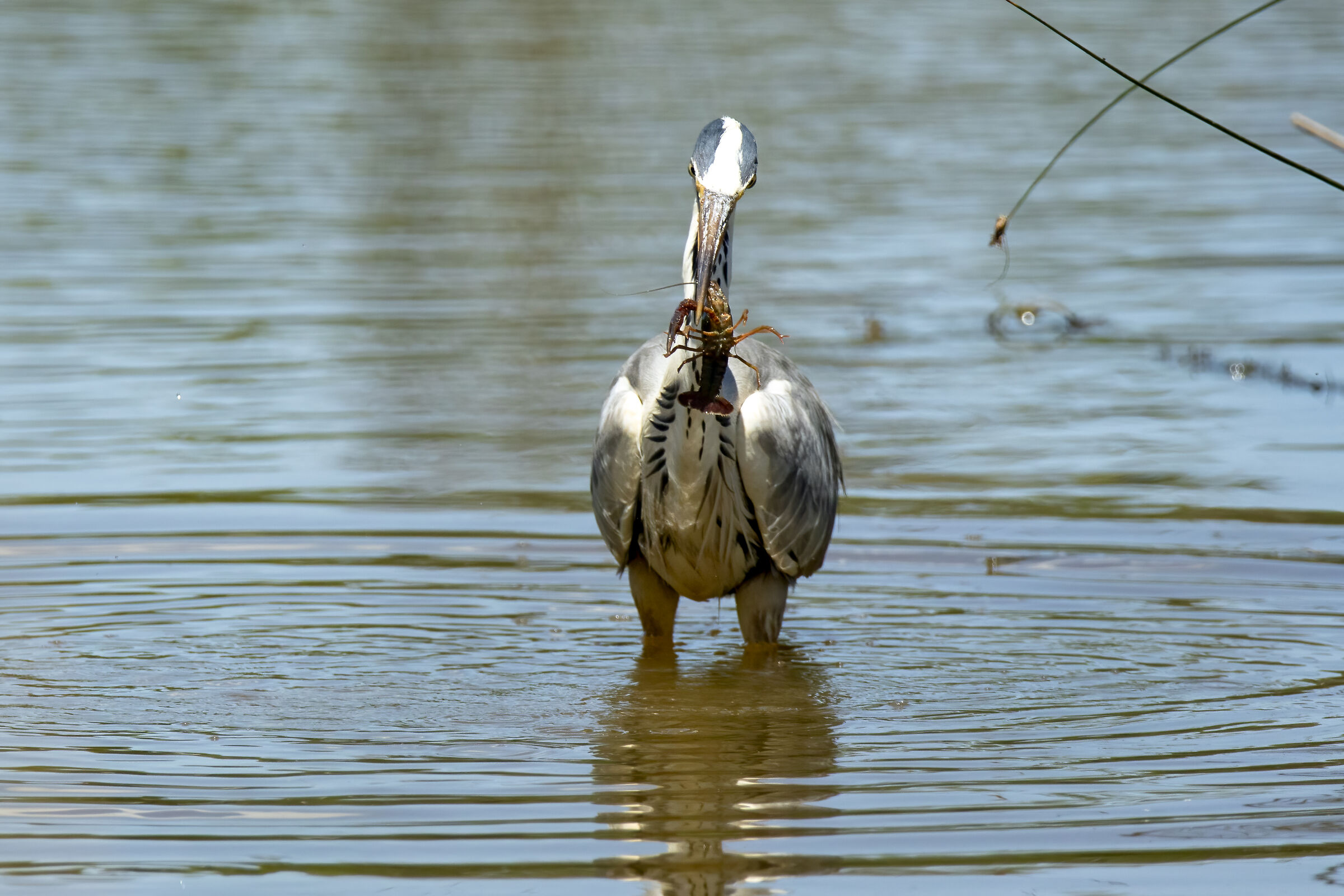 Gray heron with prey