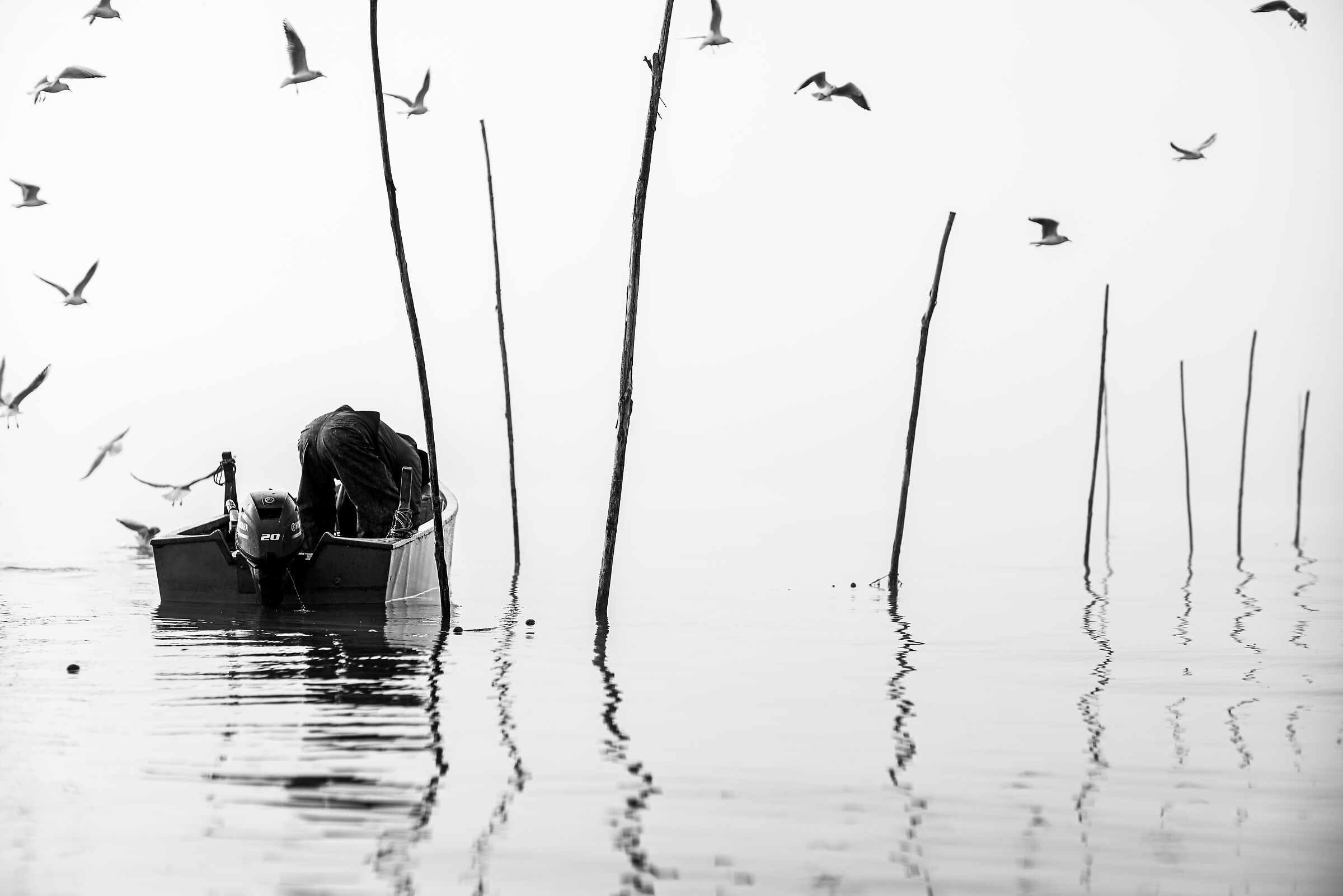 " Between the Haze and the Dawn "